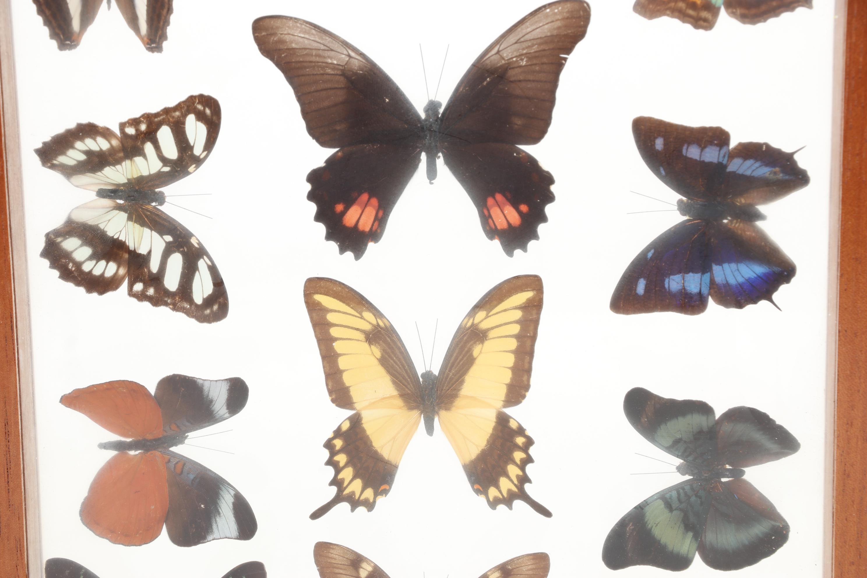 Framed Butterfly Taxidermy Display with Morpho Amathonte