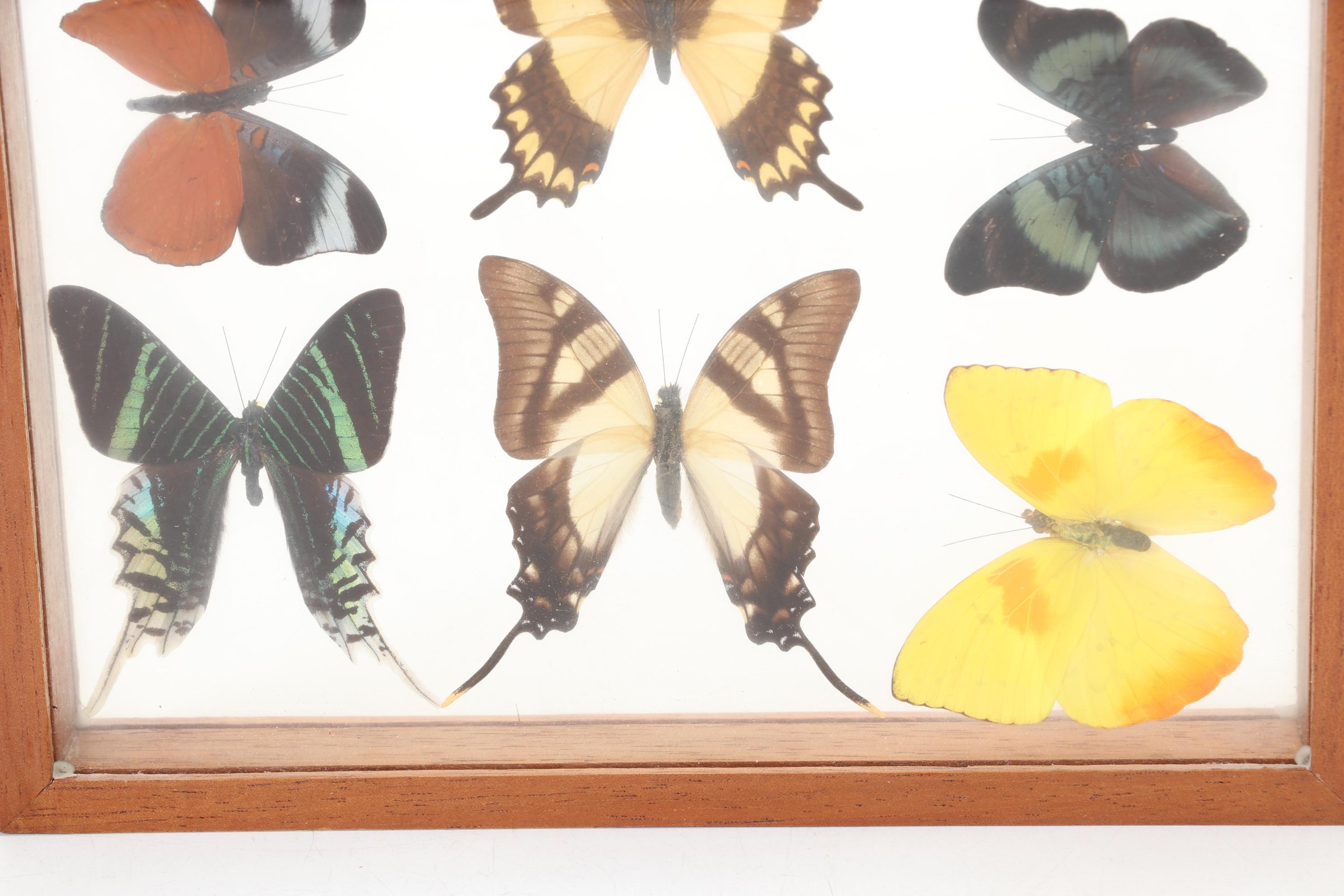 Framed Butterfly Taxidermy Display with Morpho Amathonte