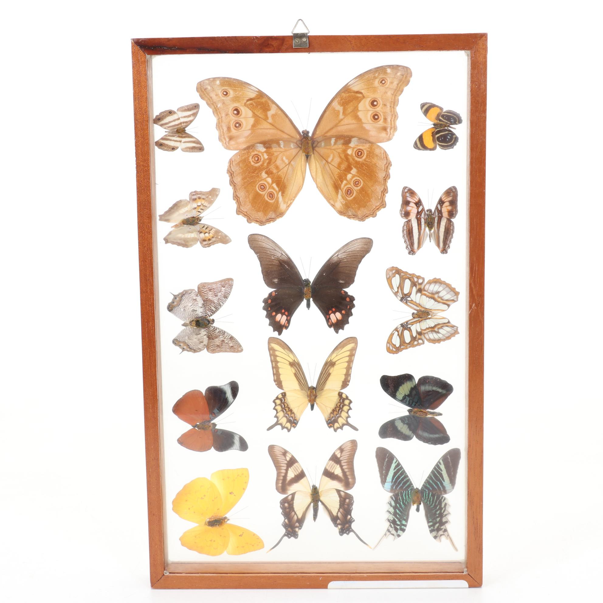 Framed Butterfly Taxidermy Display with Morpho Amathonte