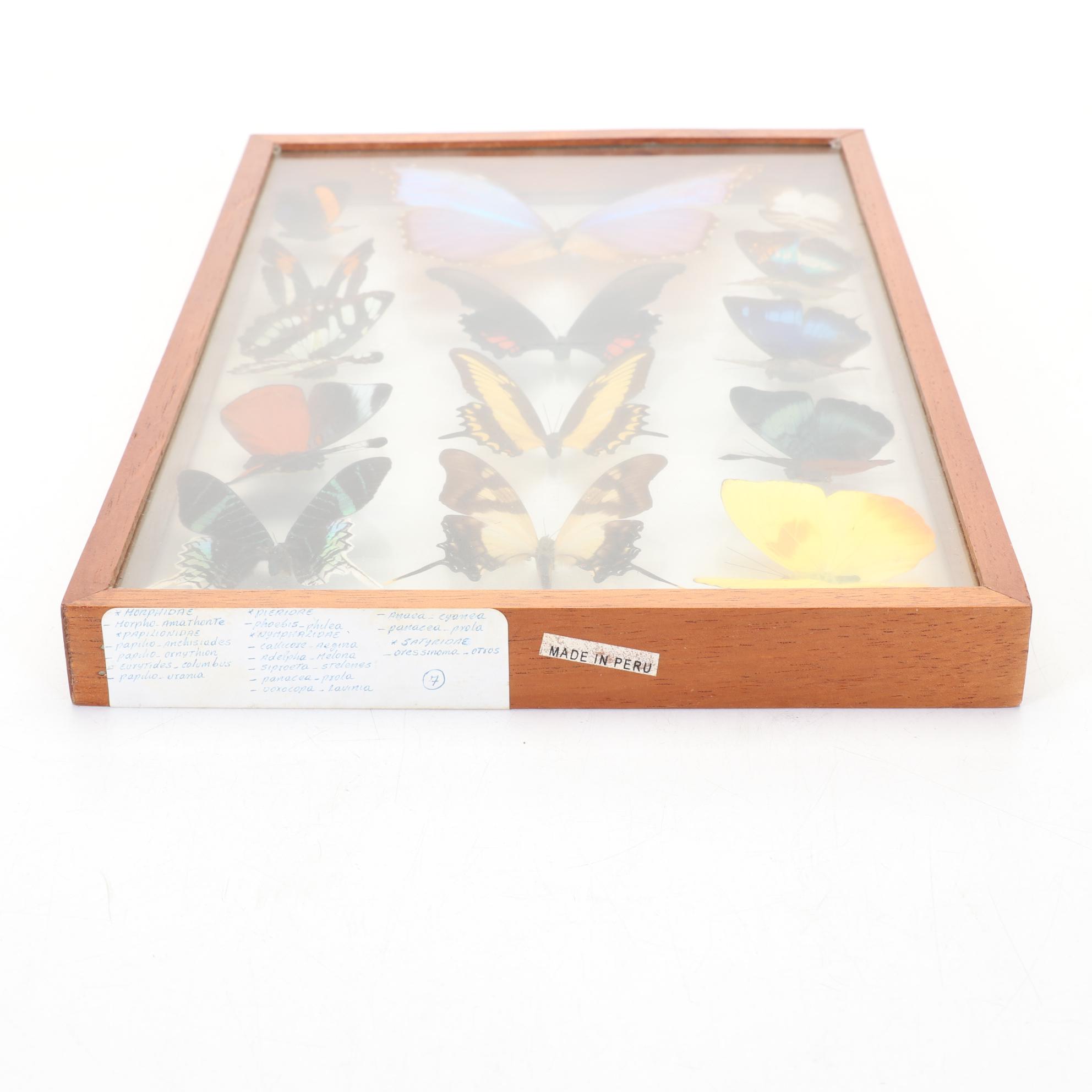 Framed Butterfly Taxidermy Display with Morpho Amathonte
