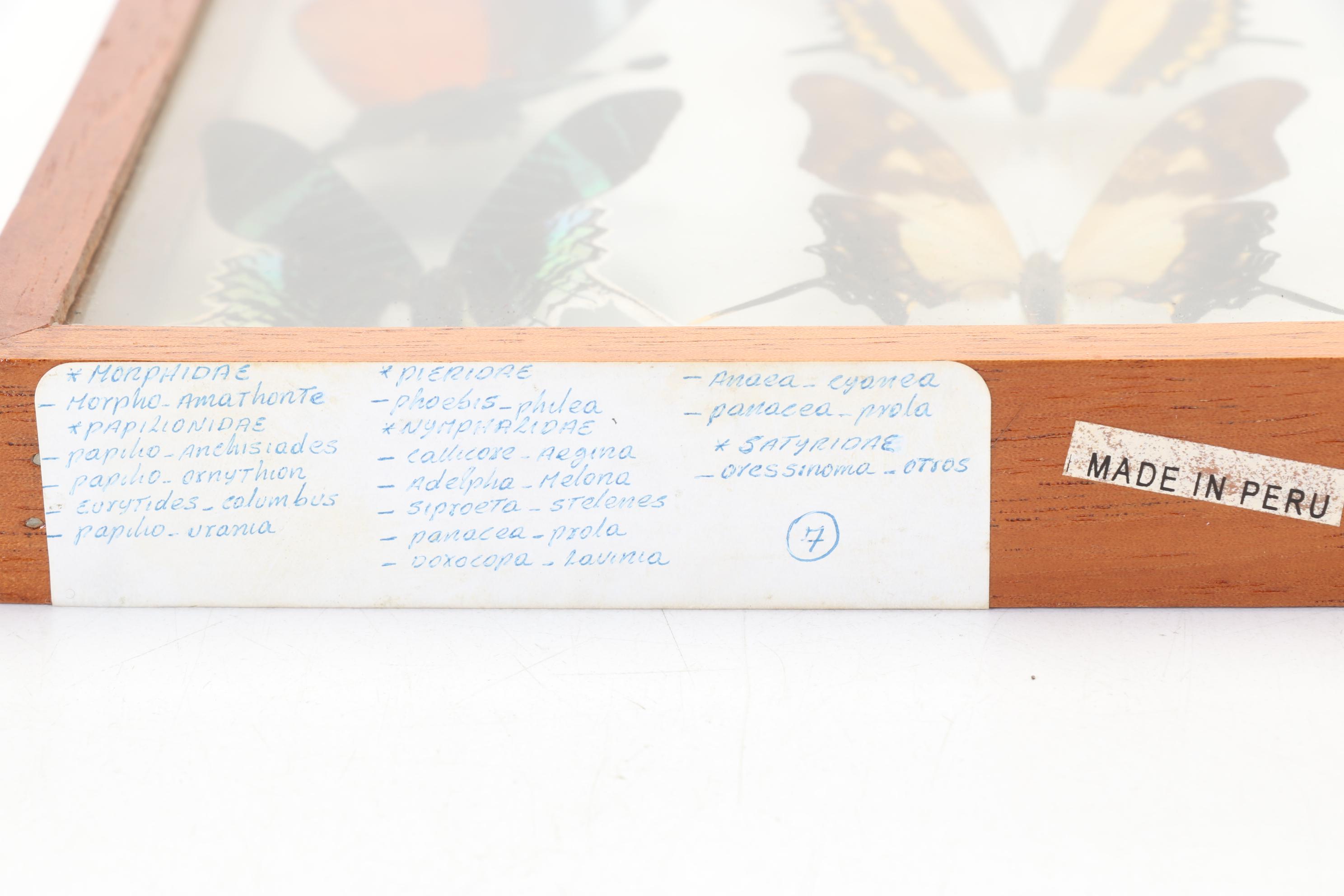 Framed Butterfly Taxidermy Display with Morpho Amathonte