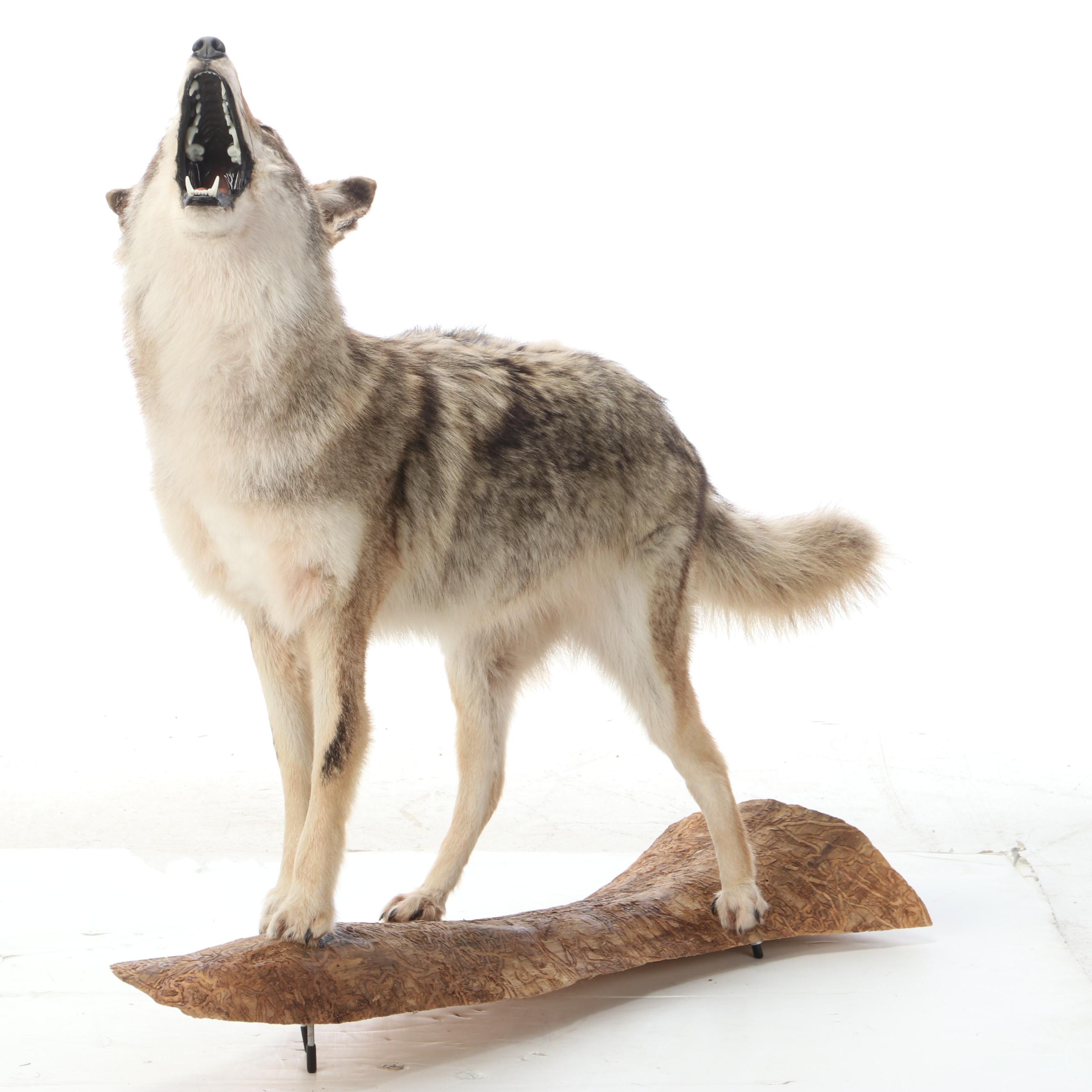 Taxidermy Coyote Full Body Mount on Base