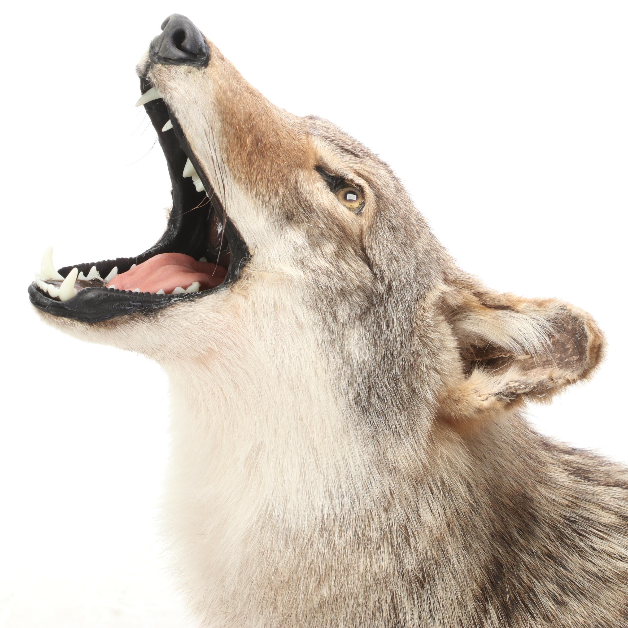 Taxidermy Coyote Full Body Mount on Base