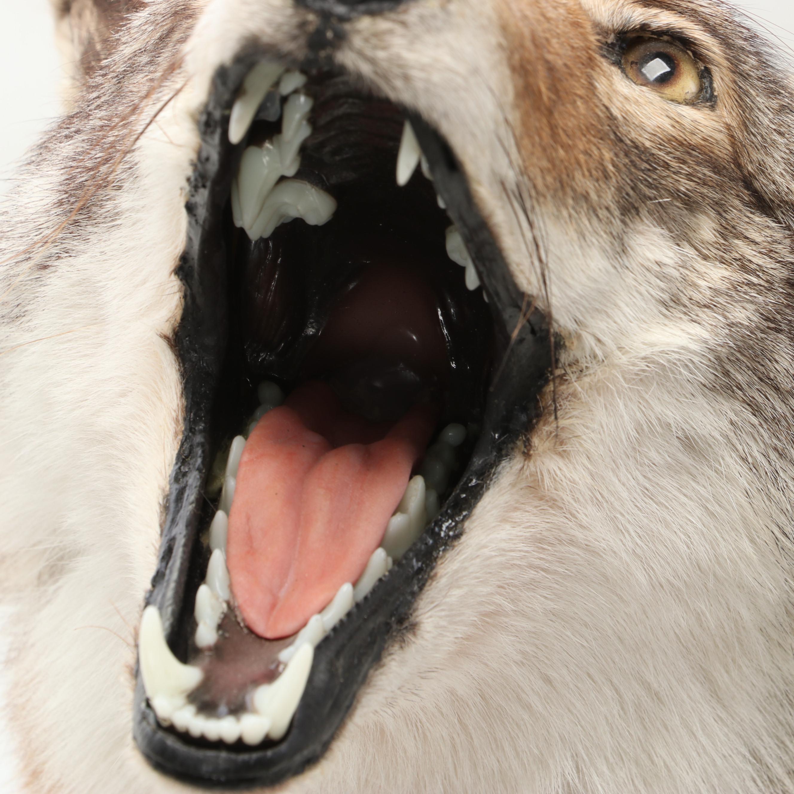 Taxidermy Coyote Full Body Mount on Base