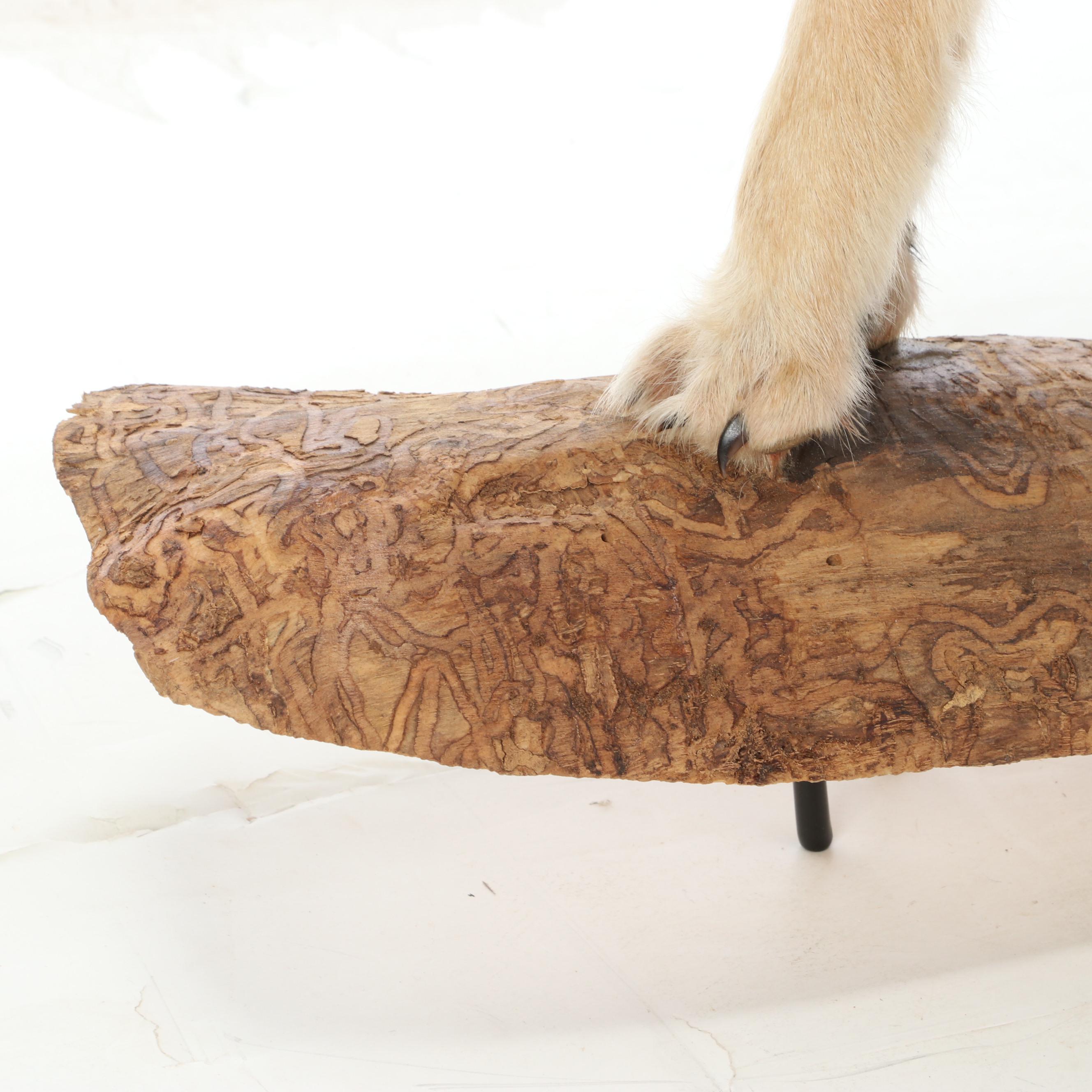 Taxidermy Coyote Full Body Mount on Base