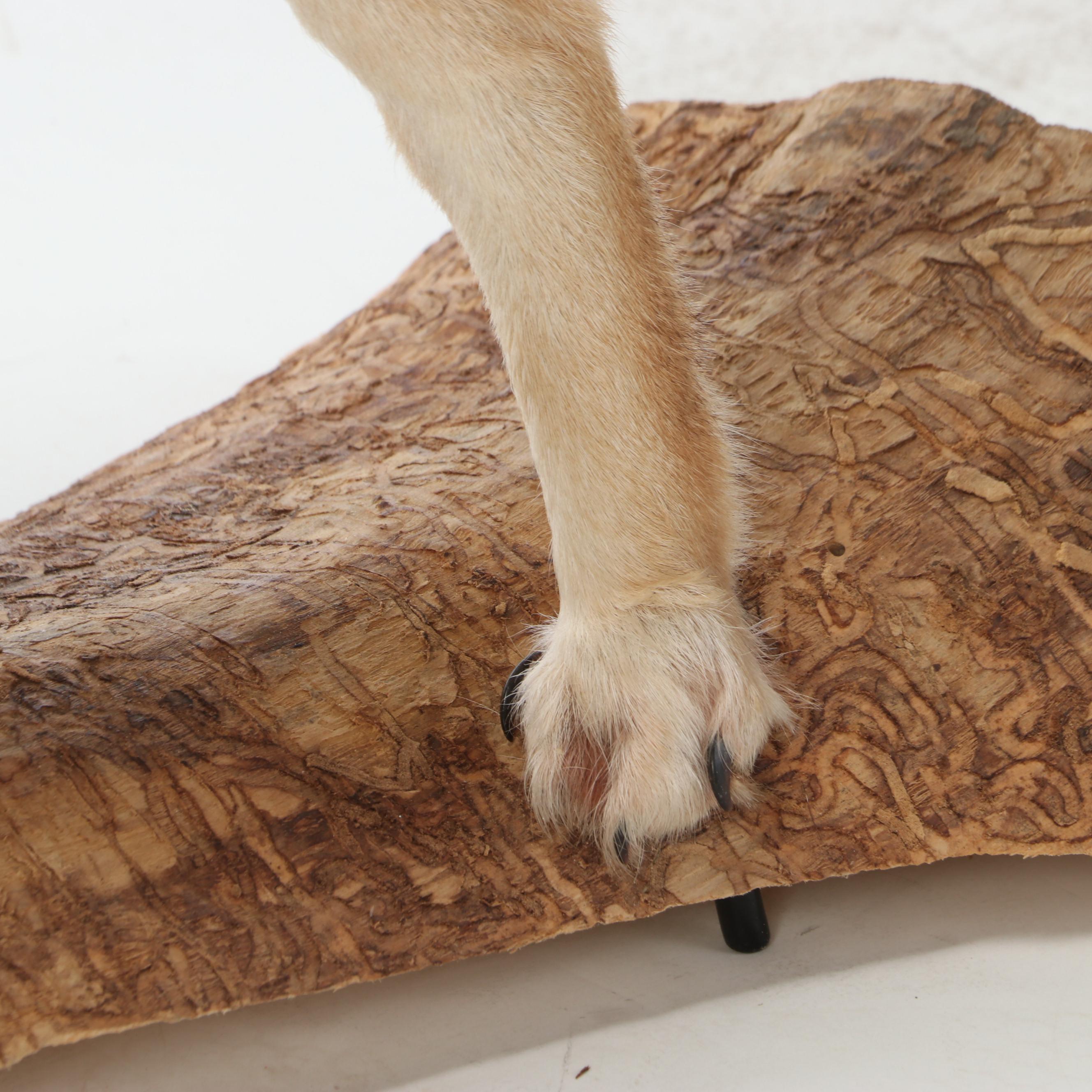 Taxidermy Coyote Full Body Mount on Base