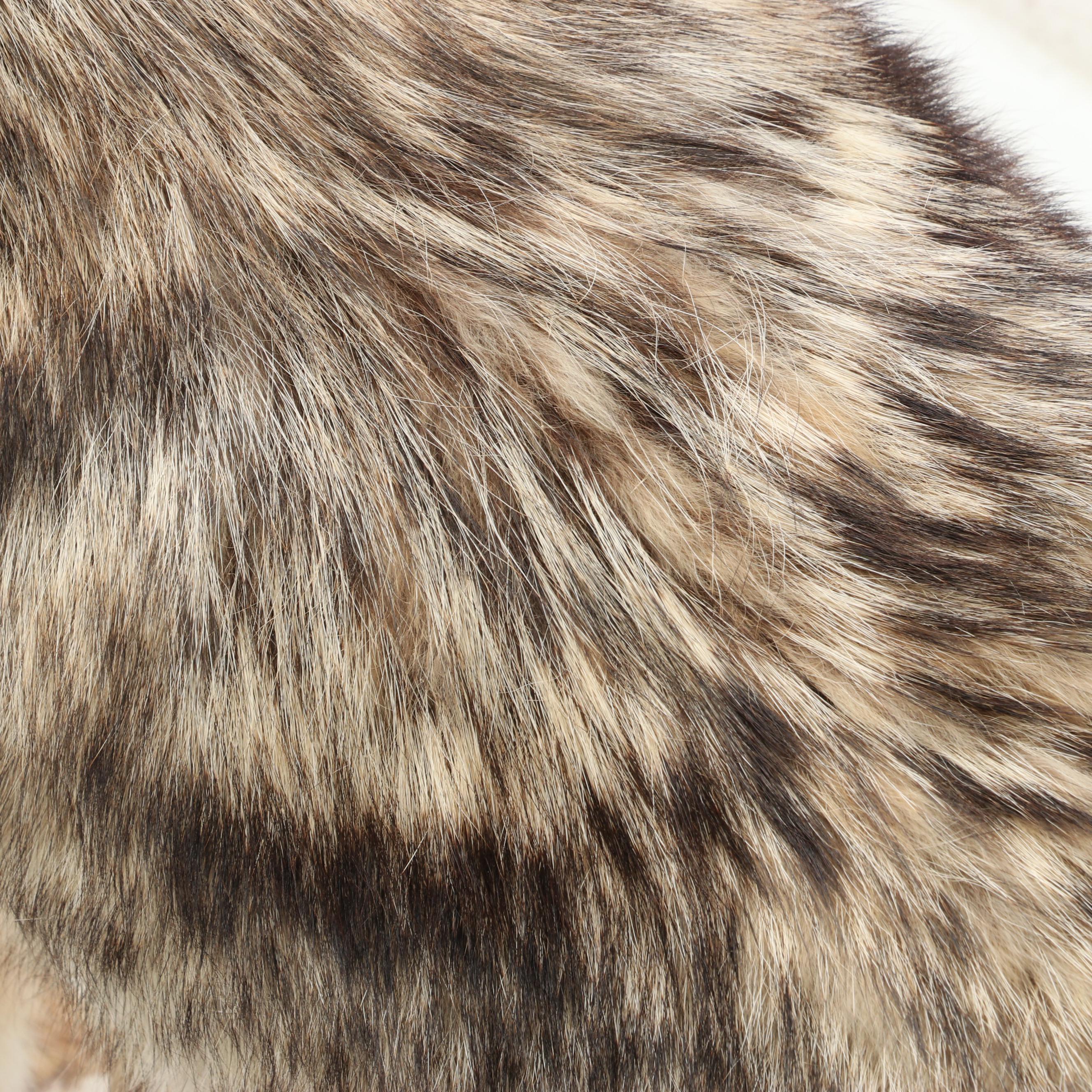 Taxidermy Coyote Full Body Mount on Base