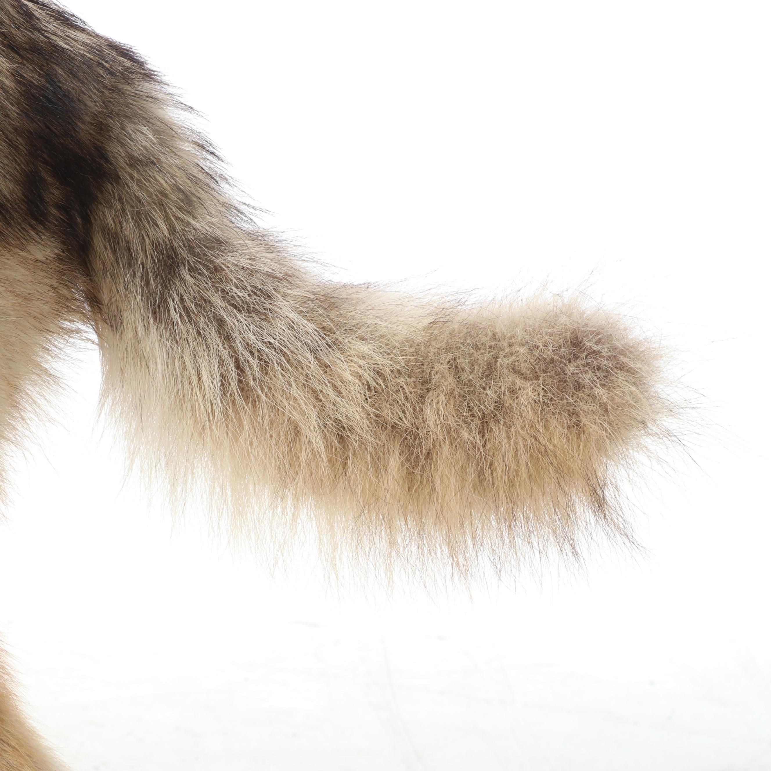 Taxidermy Coyote Full Body Mount on Base