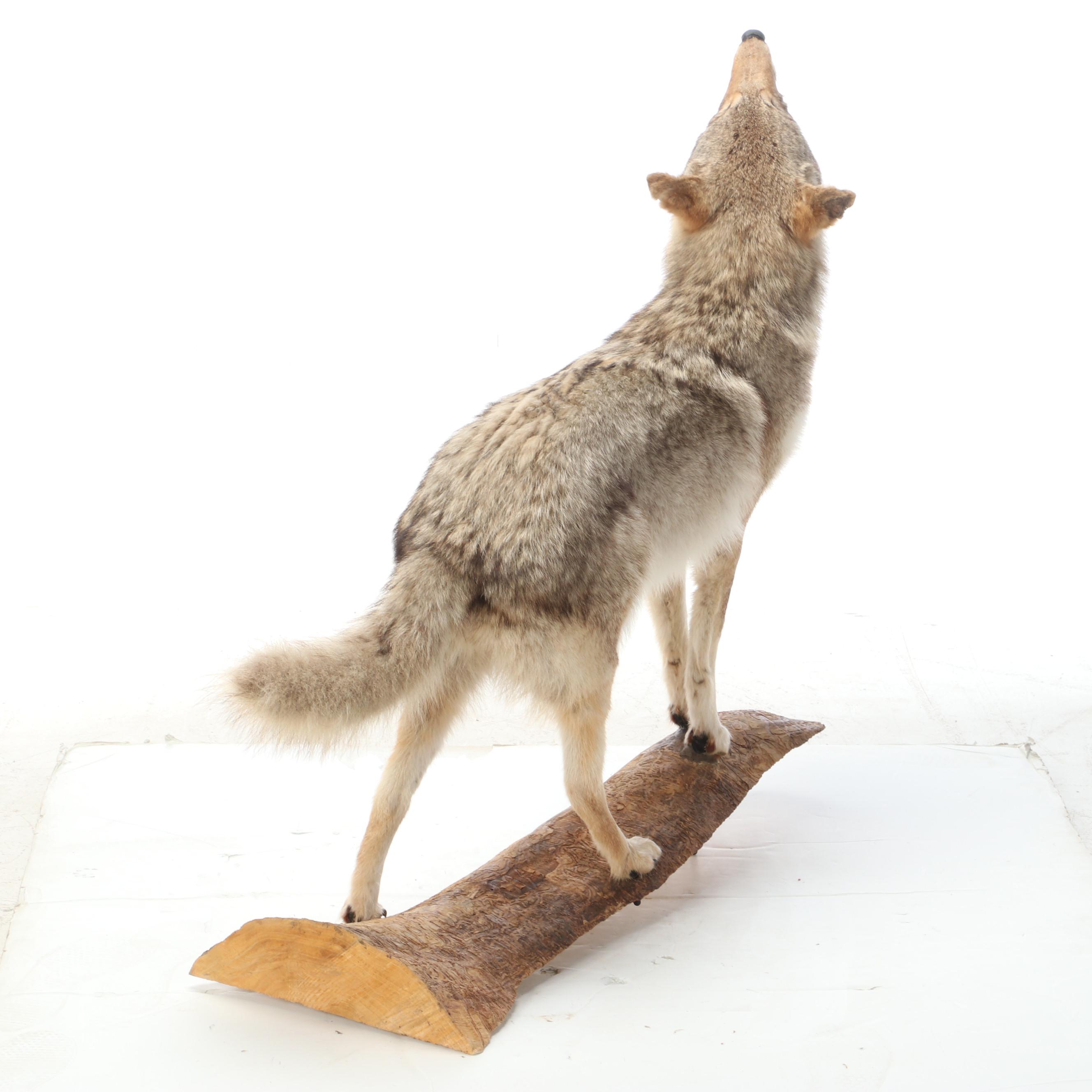 Taxidermy Coyote Full Body Mount on Base