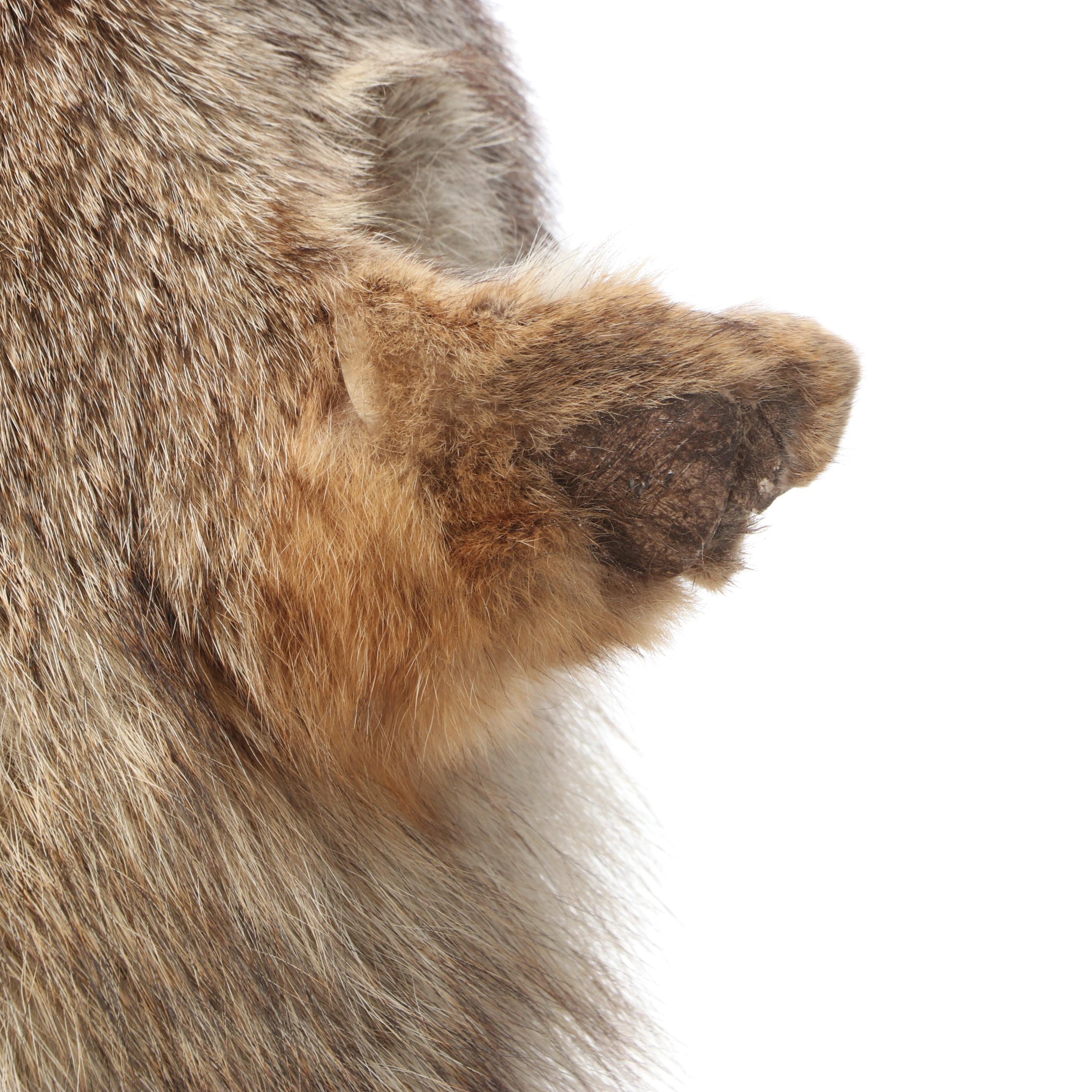 Taxidermy Coyote Full Body Mount on Base