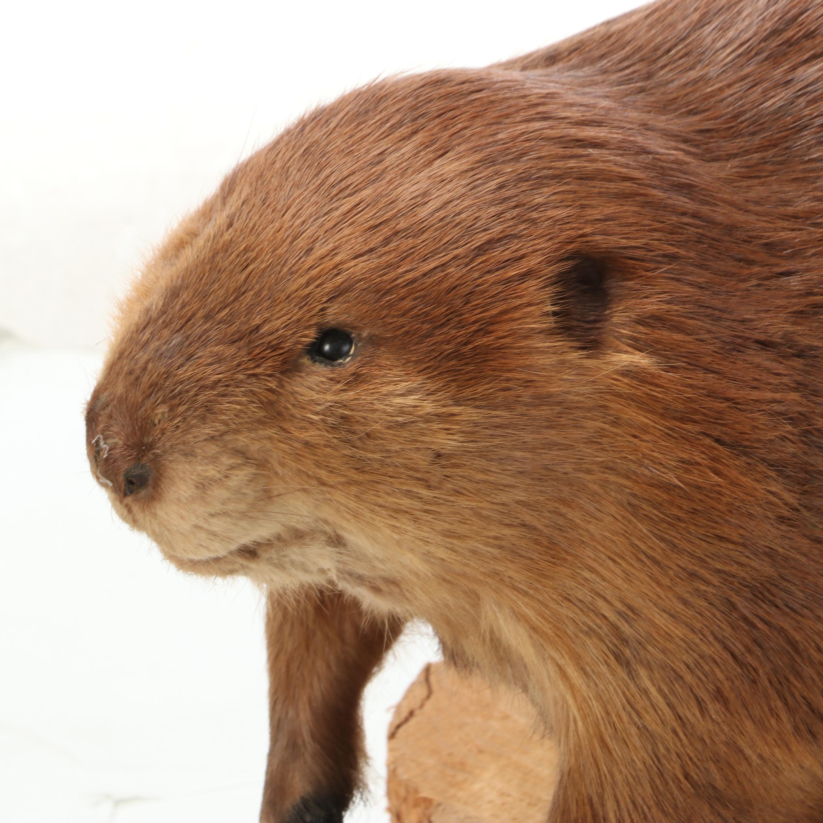 Taxidermy American Beaver Full Body Mount