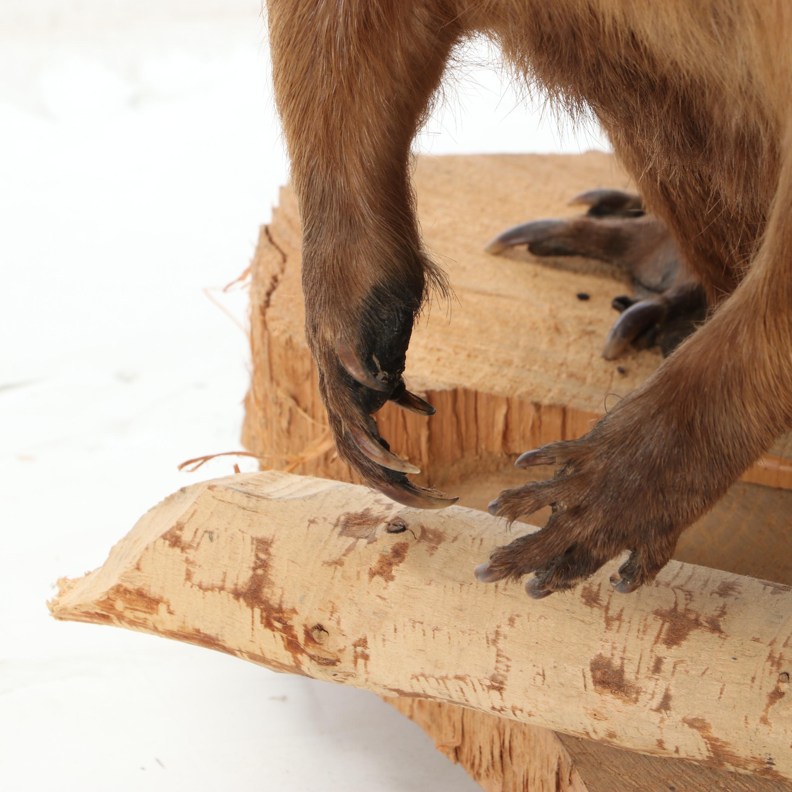 Taxidermy American Beaver Full Body Mount