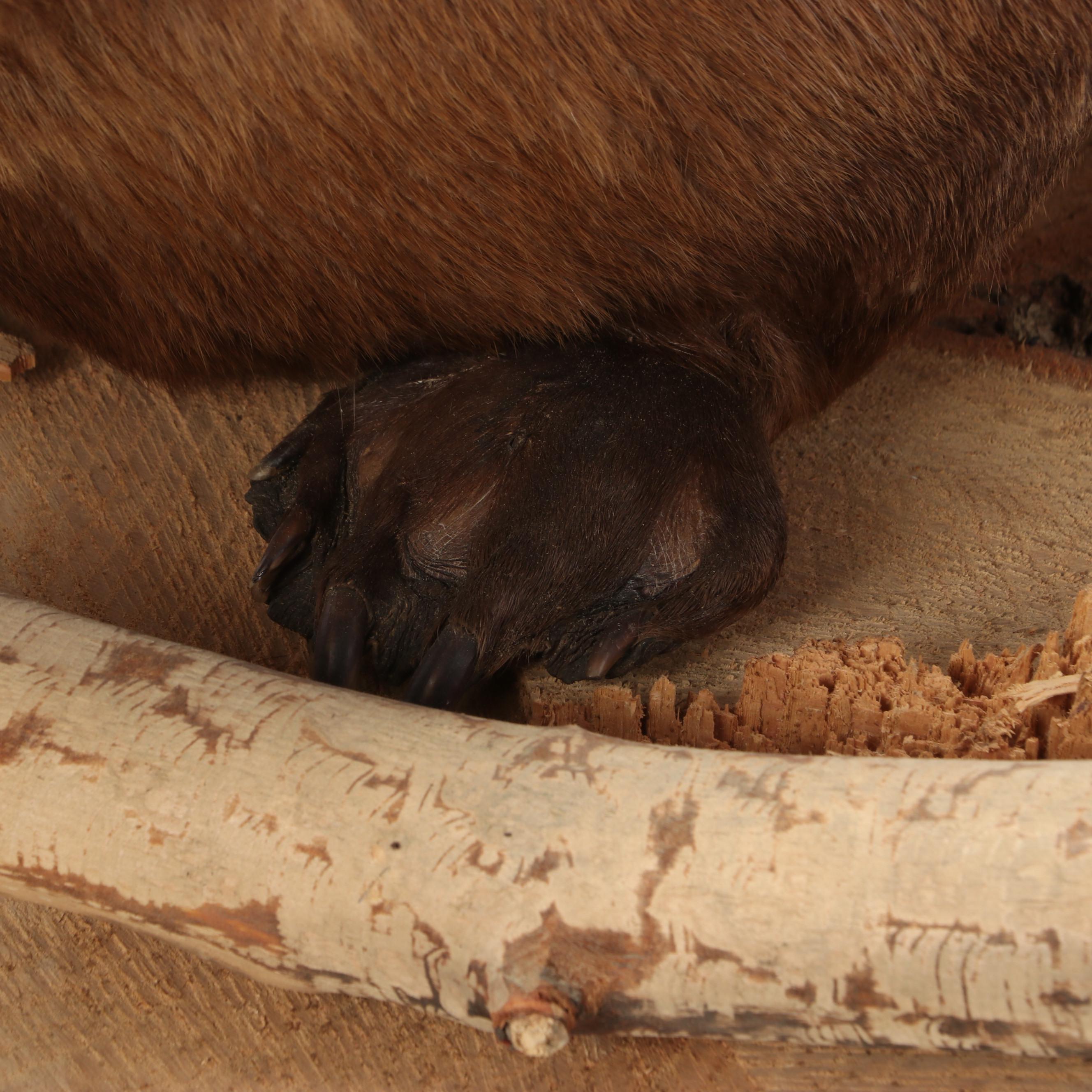 Taxidermy American Beaver Full Body Mount