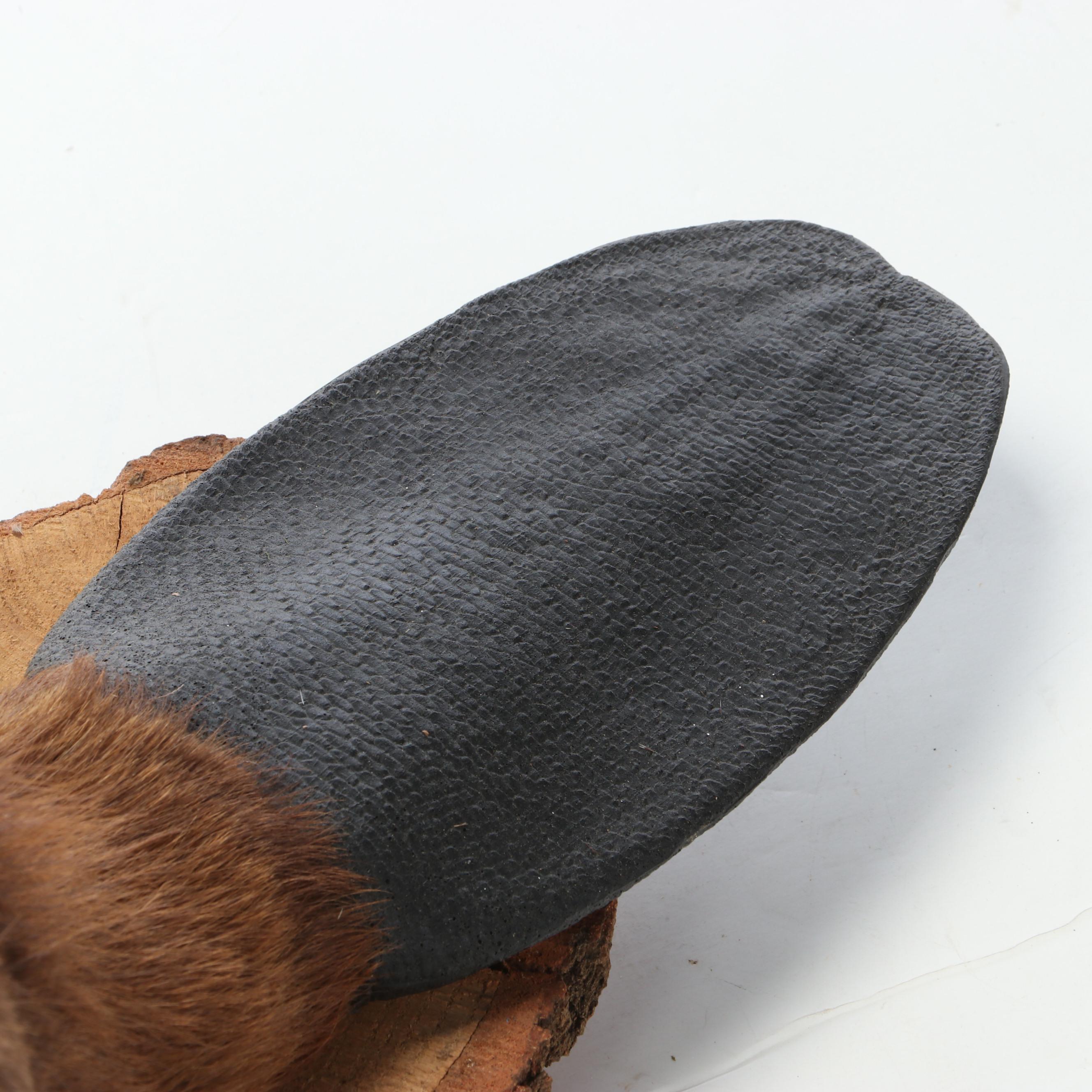 Taxidermy American Beaver Full Body Mount