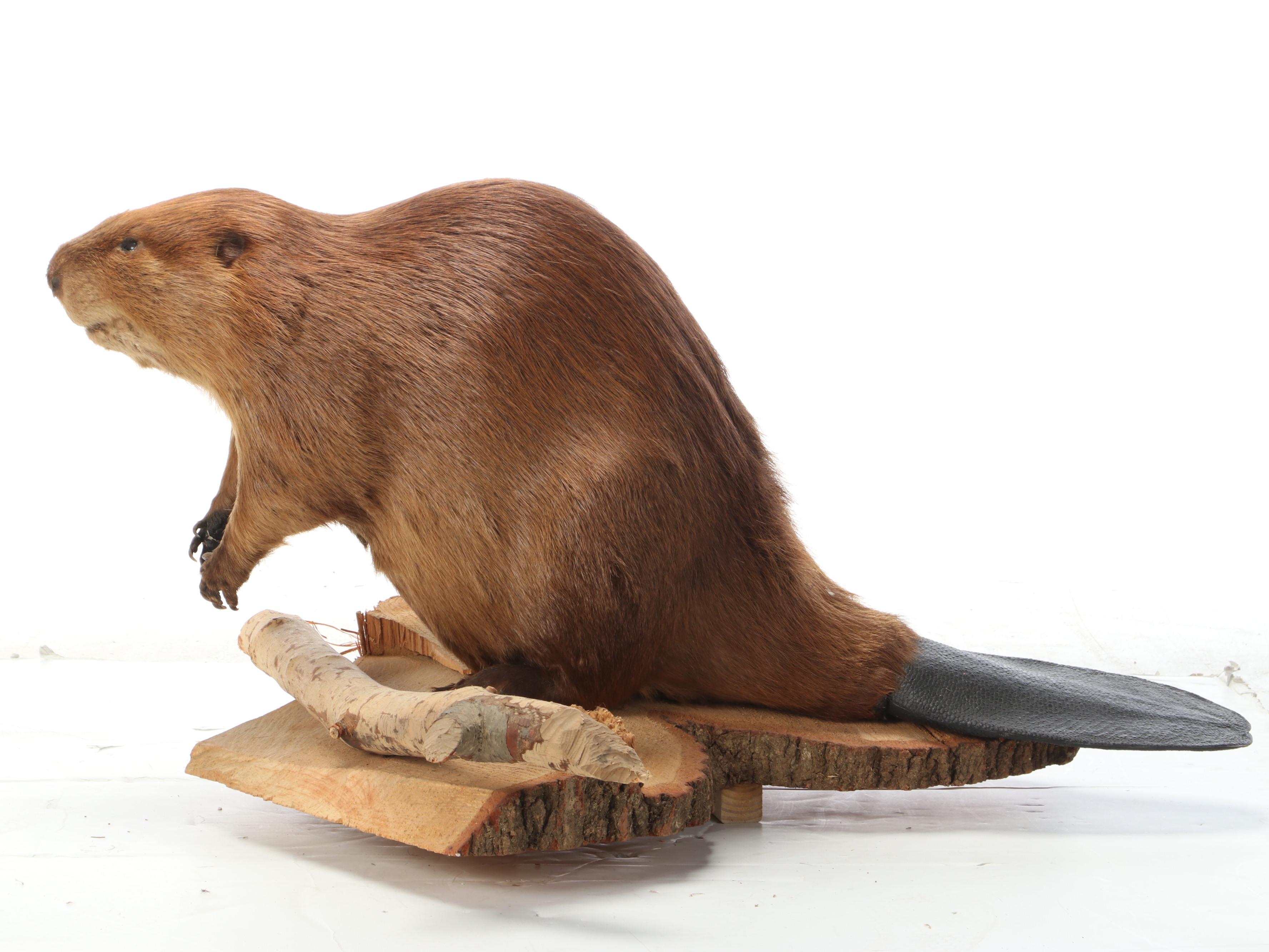 Taxidermy American Beaver Full Body Mount