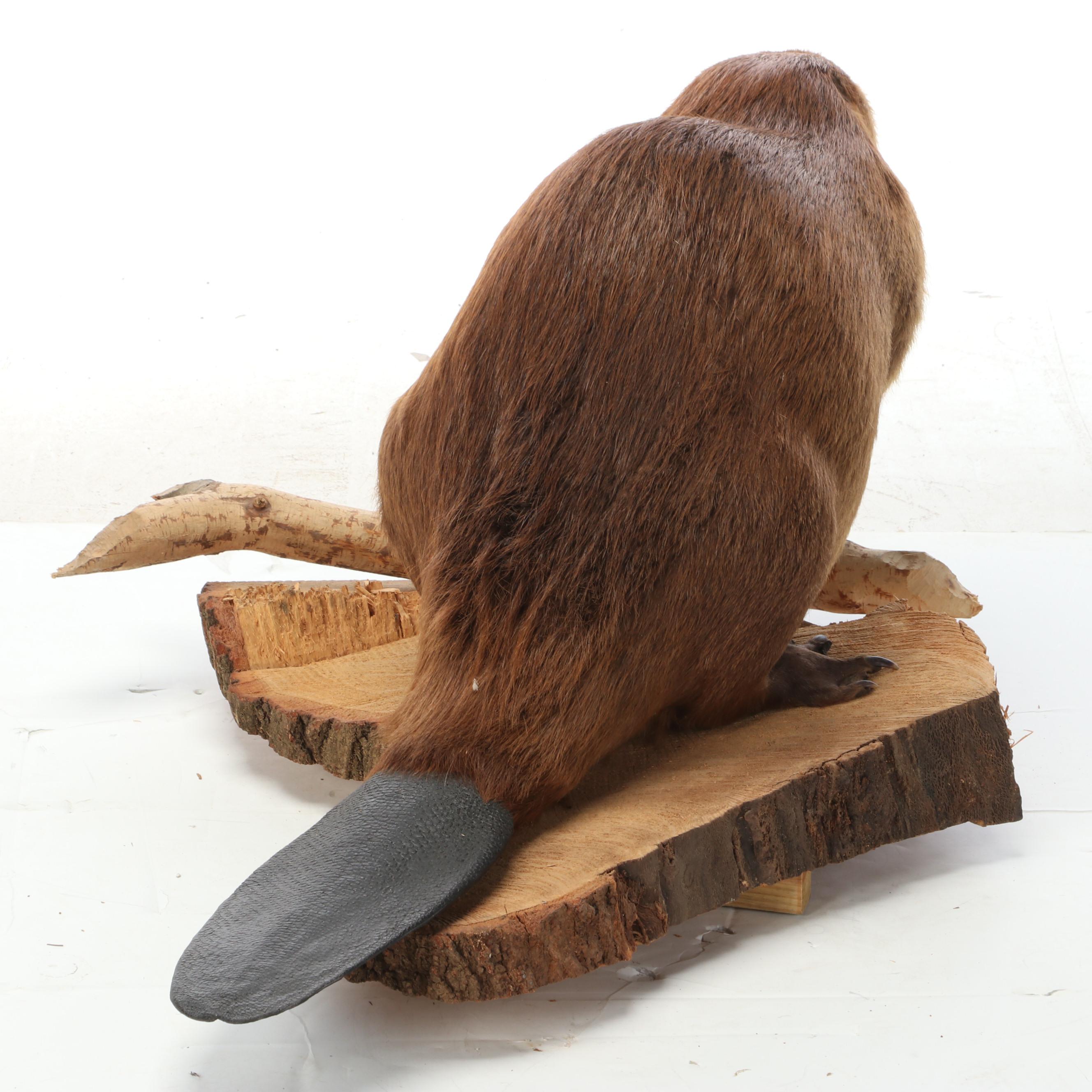 Taxidermy American Beaver Full Body Mount