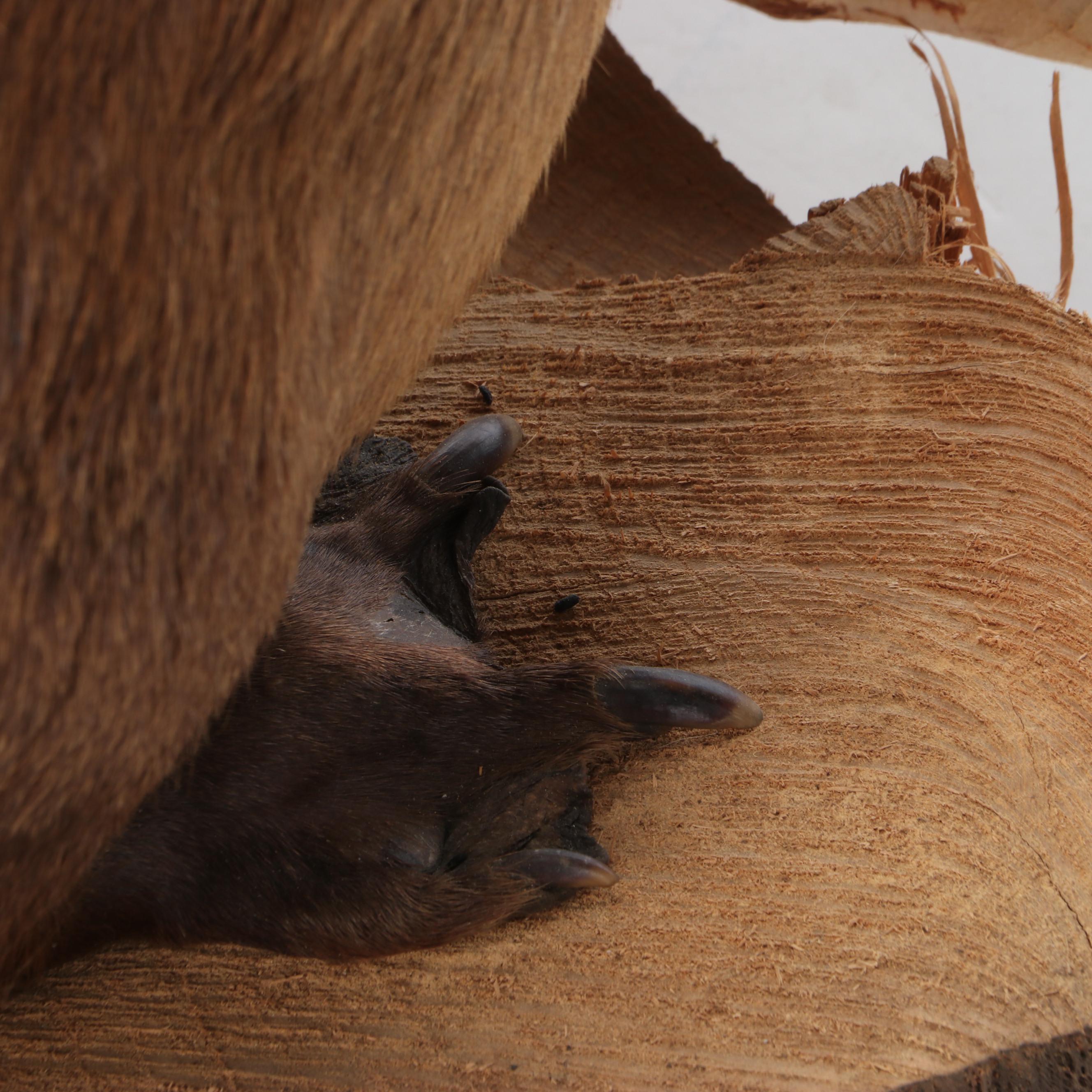 Taxidermy American Beaver Full Body Mount