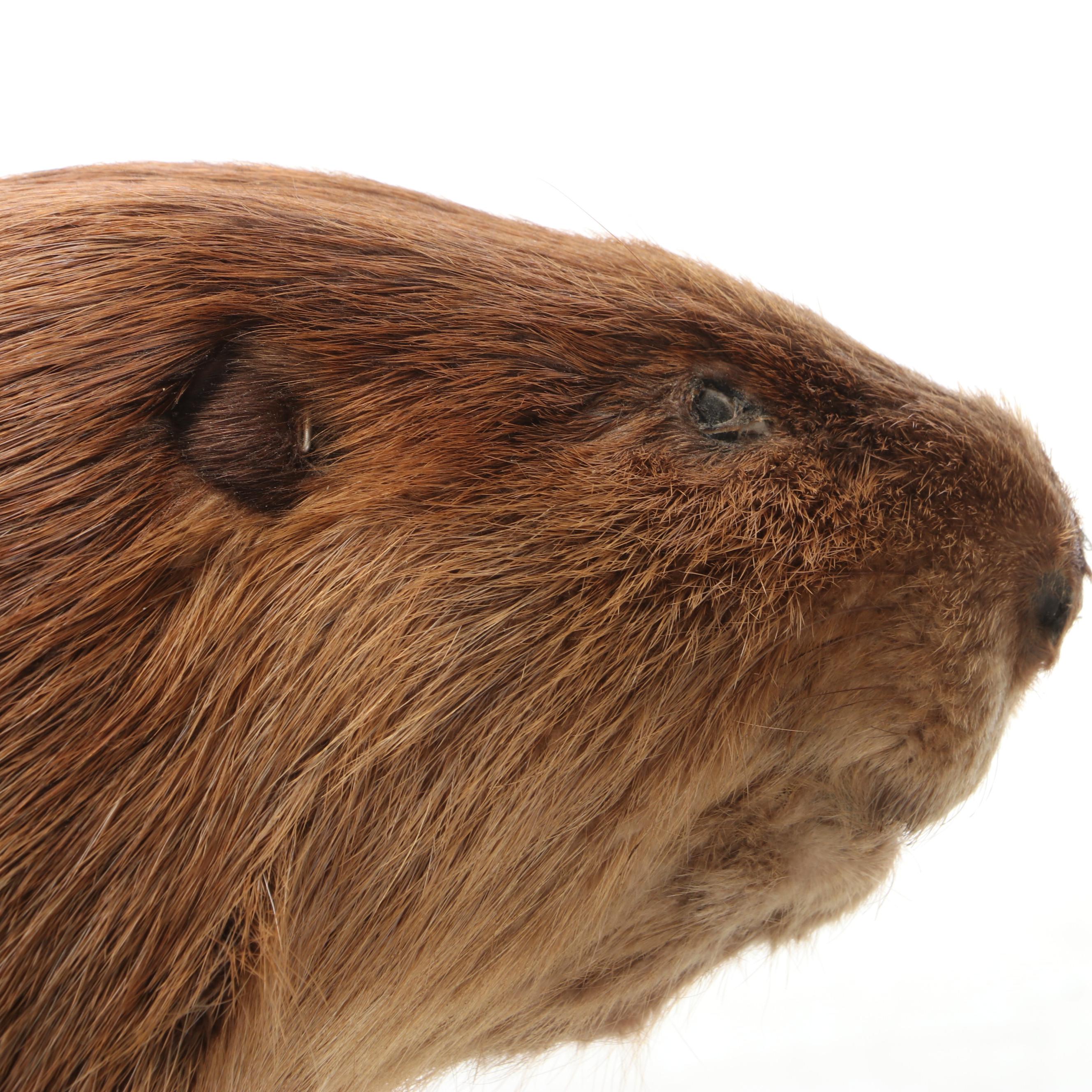 Taxidermy American Beaver Full Body Mount