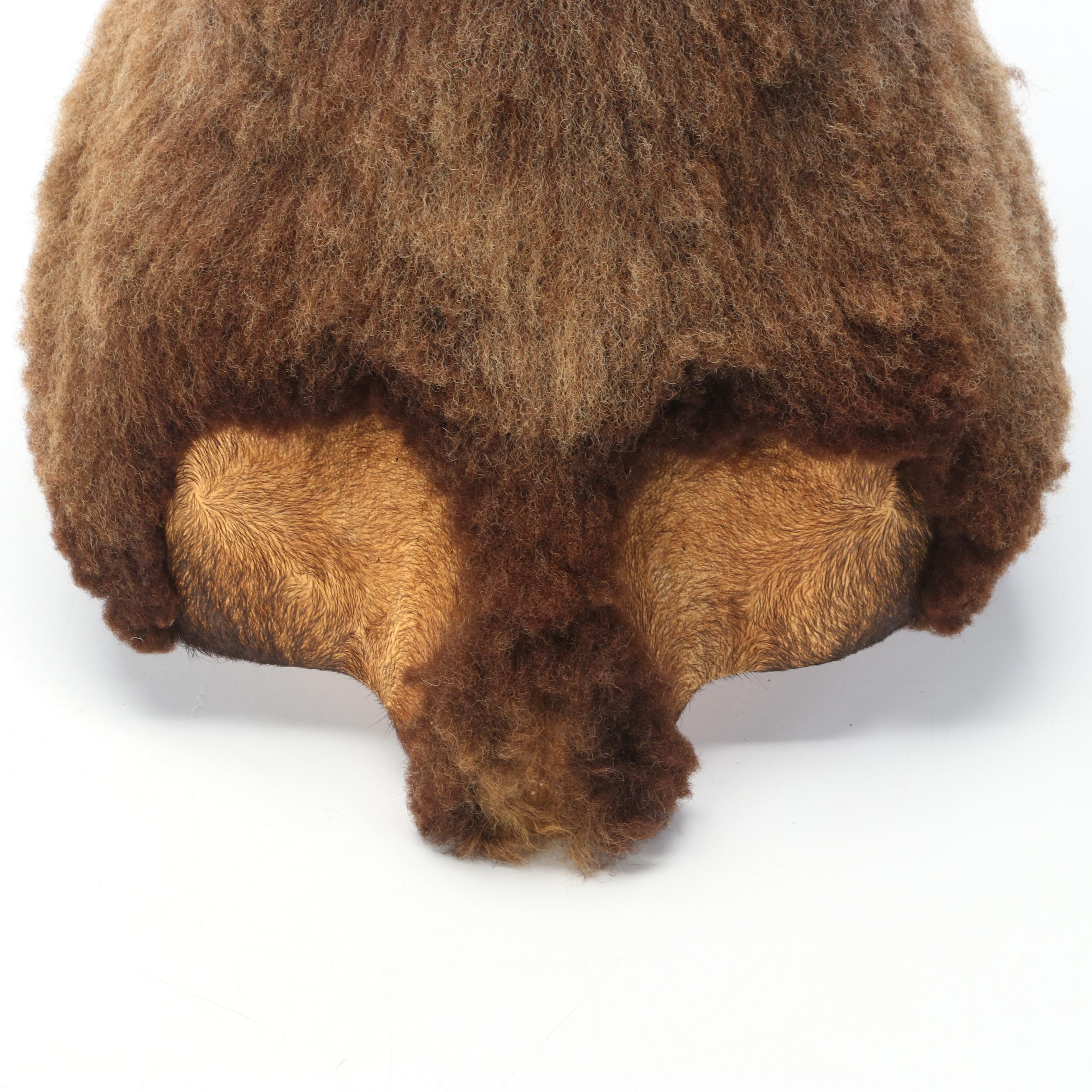 Taxidermy Black Corsican Ram Shoulder Mount