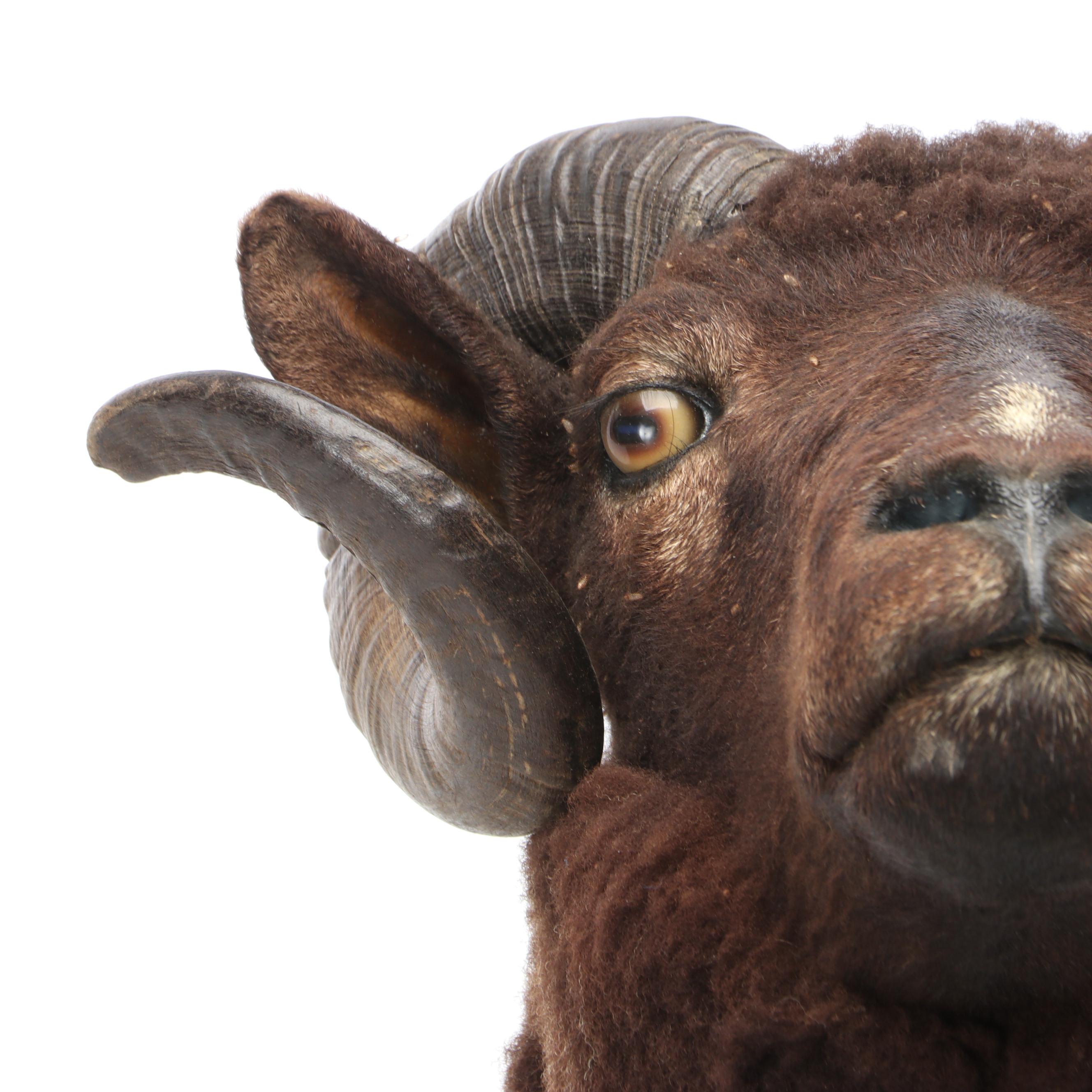 Taxidermy Black Corsican Ram Shoulder Mount