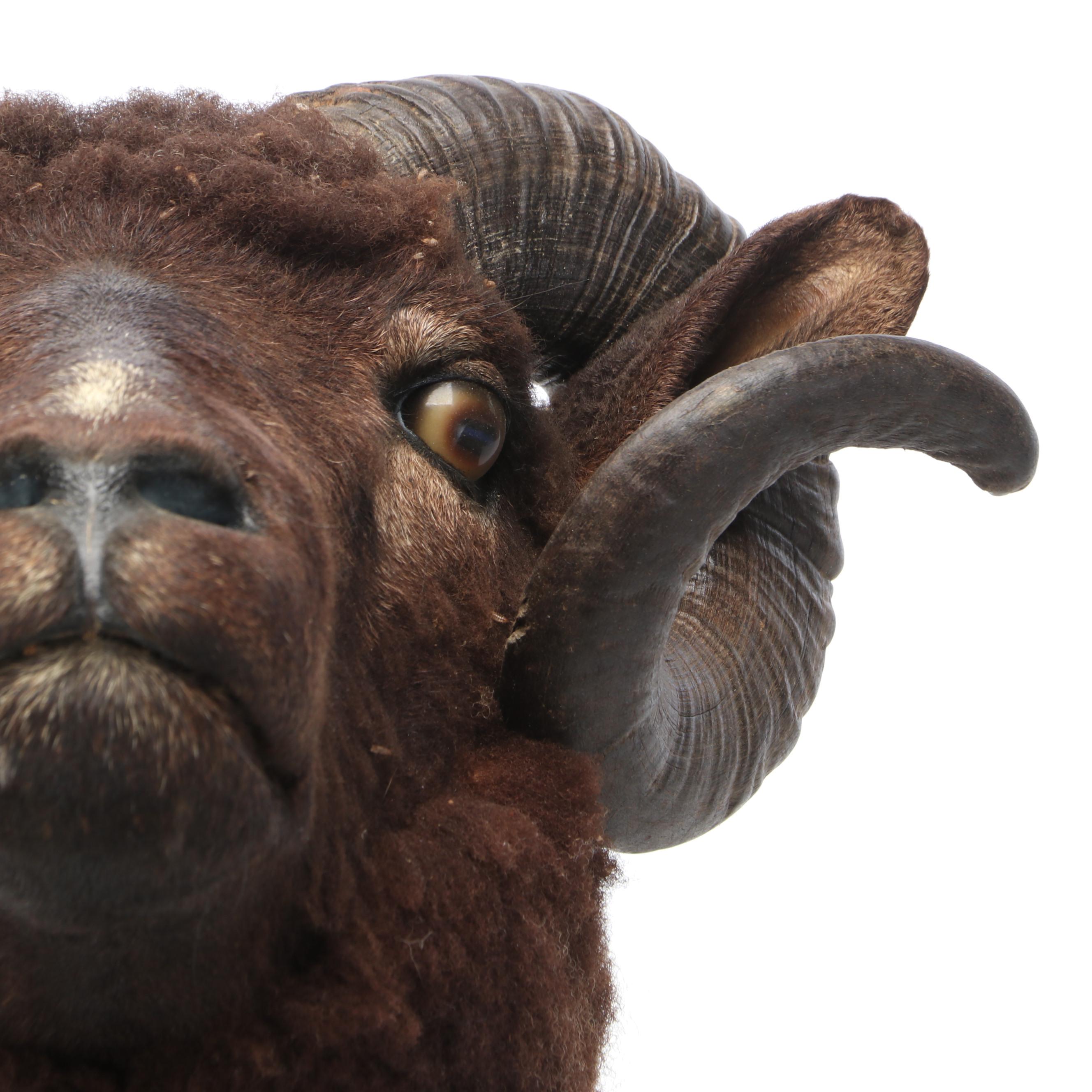 Taxidermy Black Corsican Ram Shoulder Mount