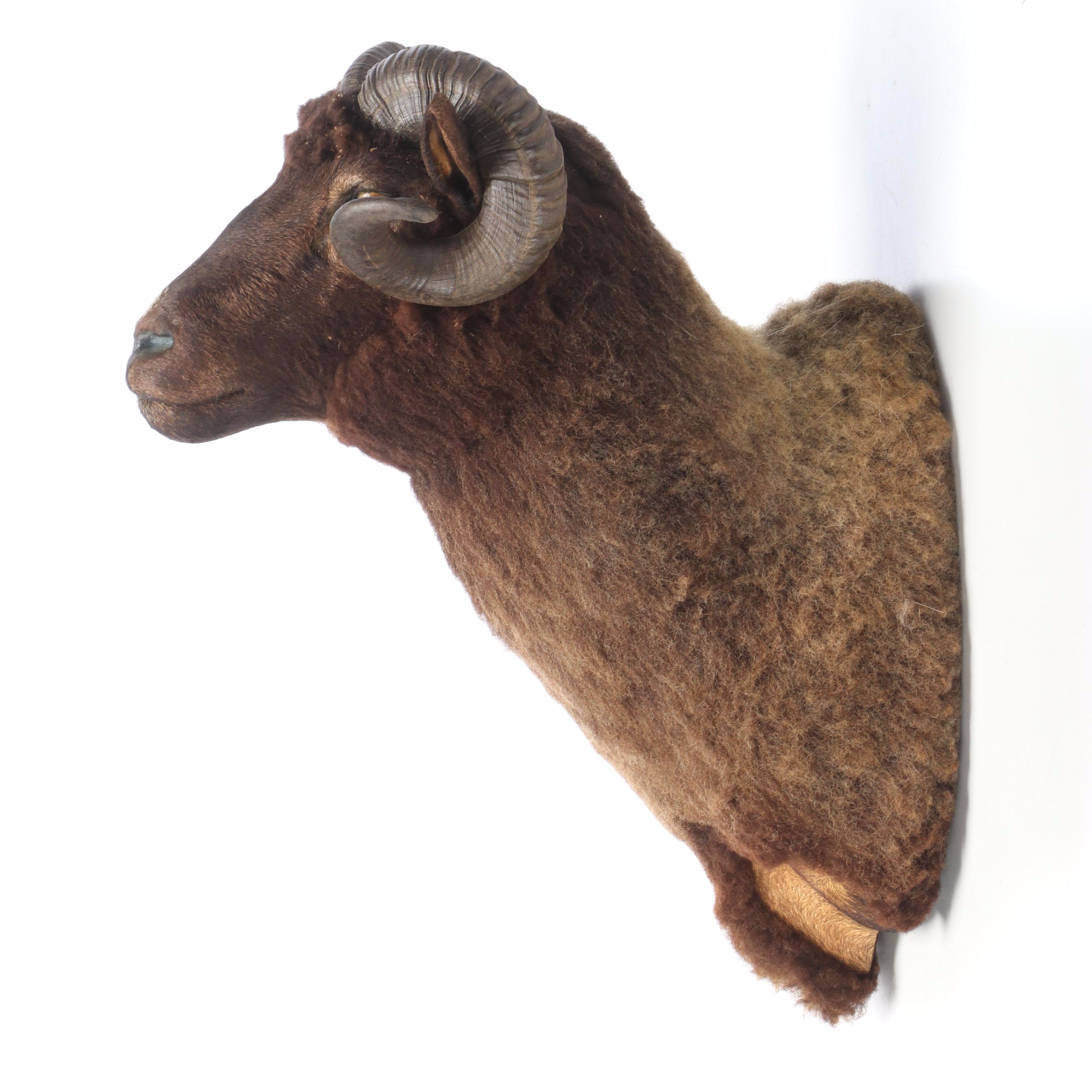 Taxidermy Black Corsican Ram Shoulder Mount