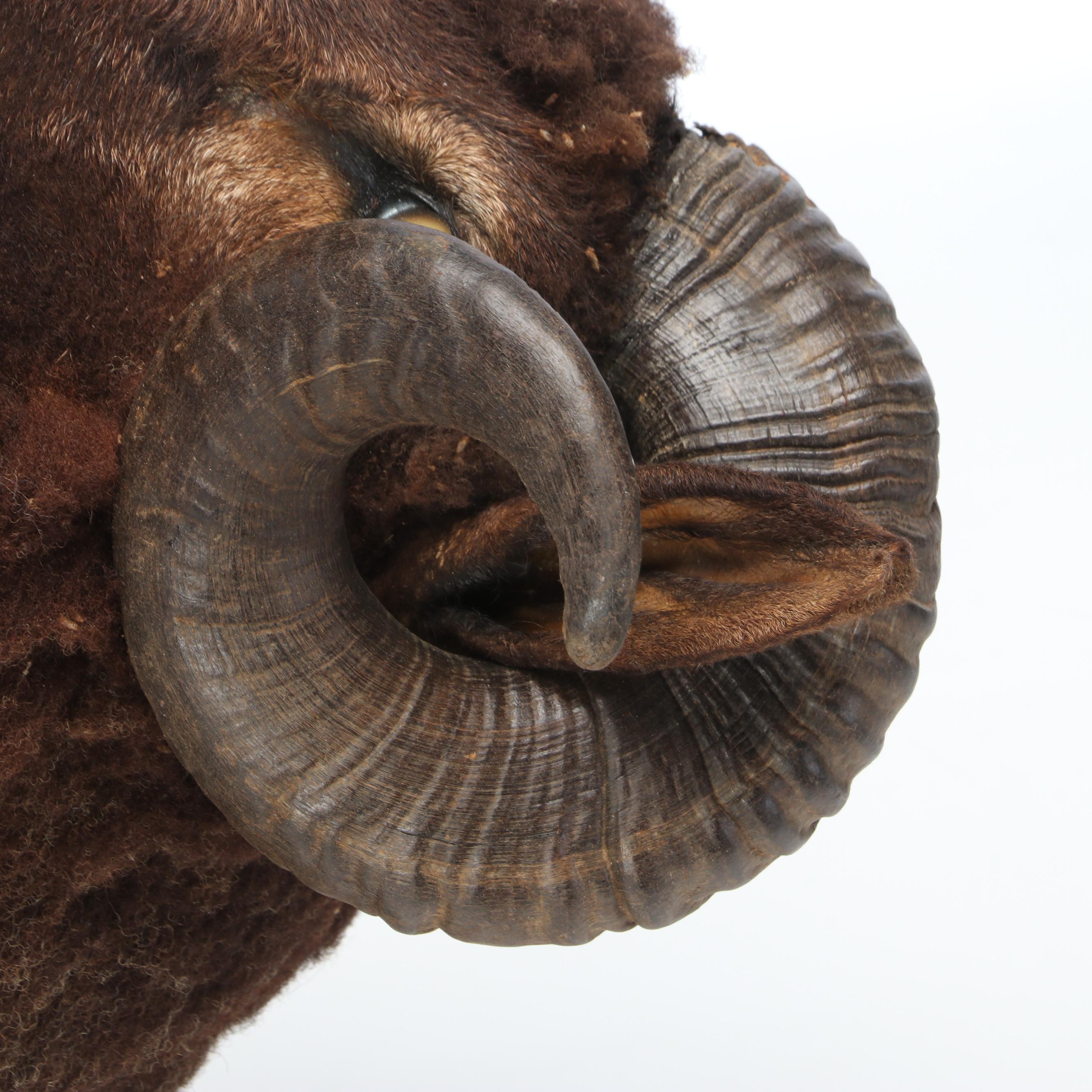 Taxidermy Black Corsican Ram Shoulder Mount