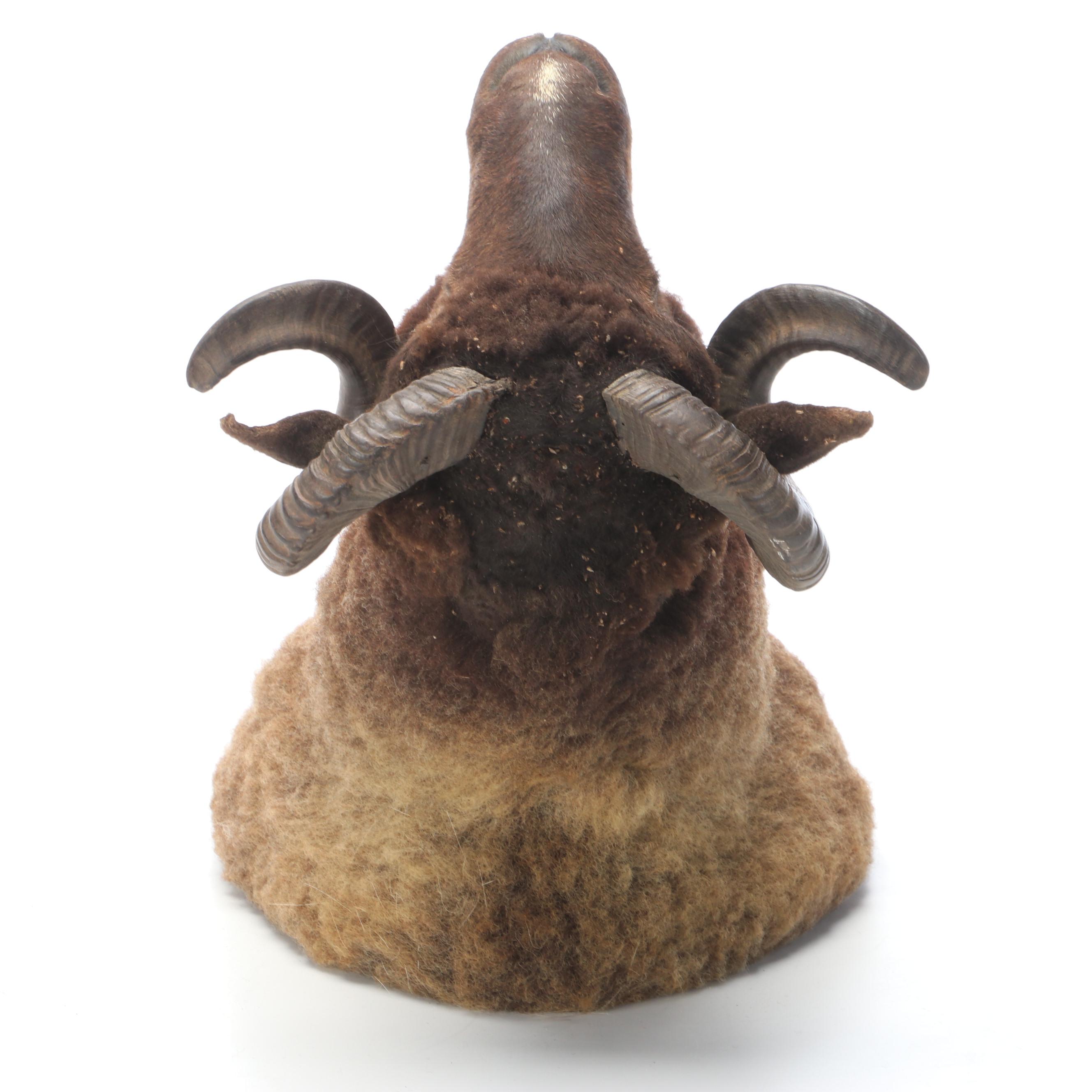 Taxidermy Black Corsican Ram Shoulder Mount