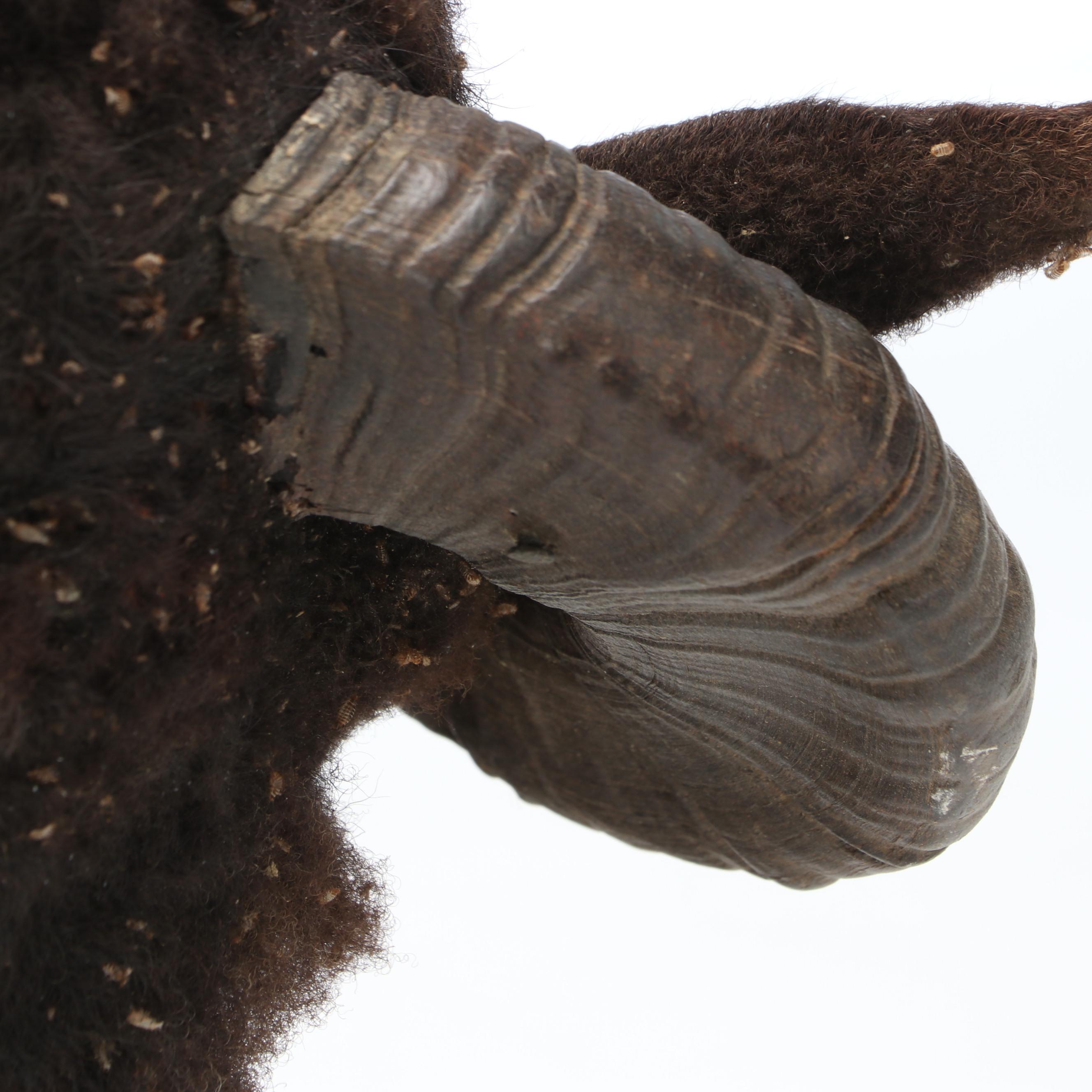 Taxidermy Black Corsican Ram Shoulder Mount