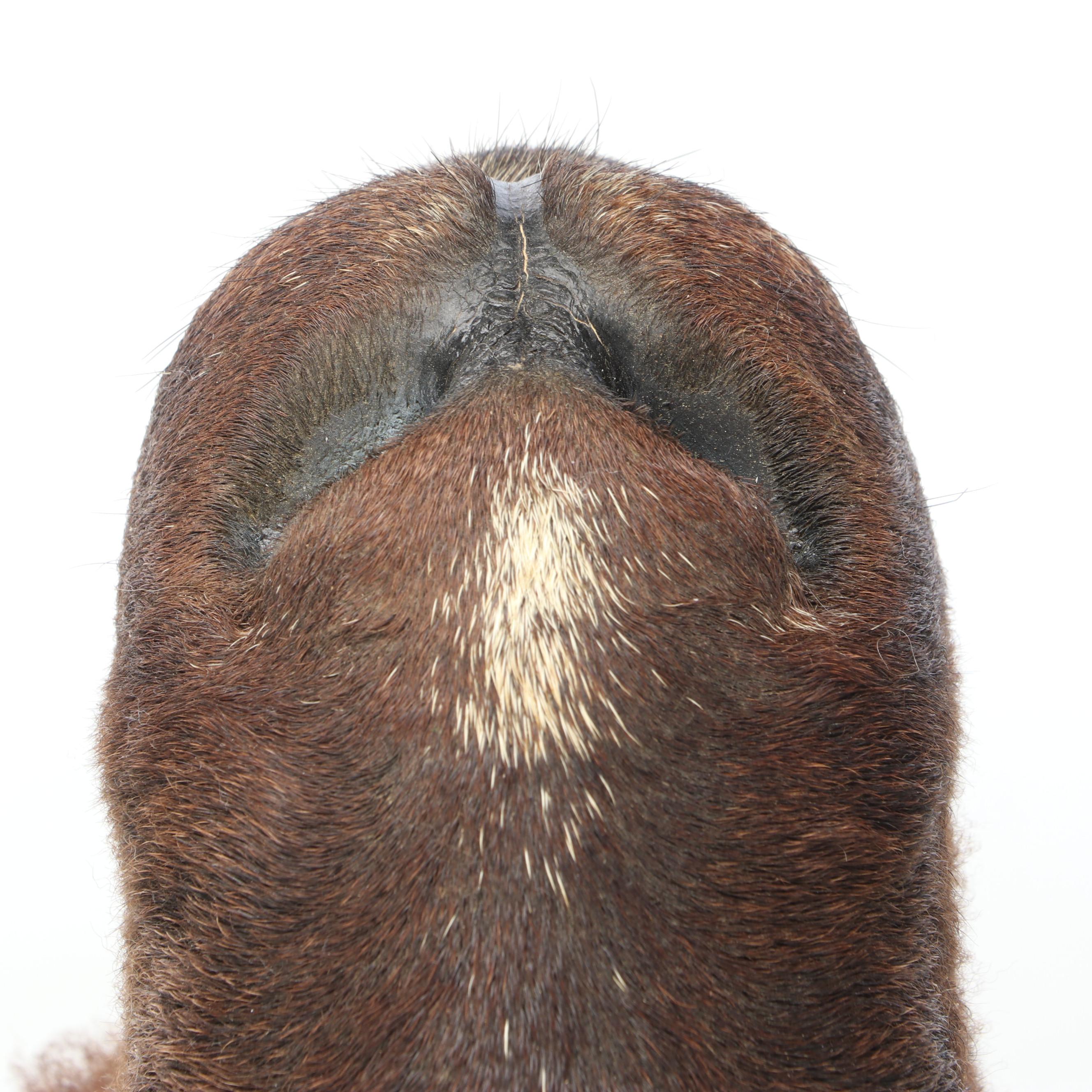 Taxidermy Black Corsican Ram Shoulder Mount