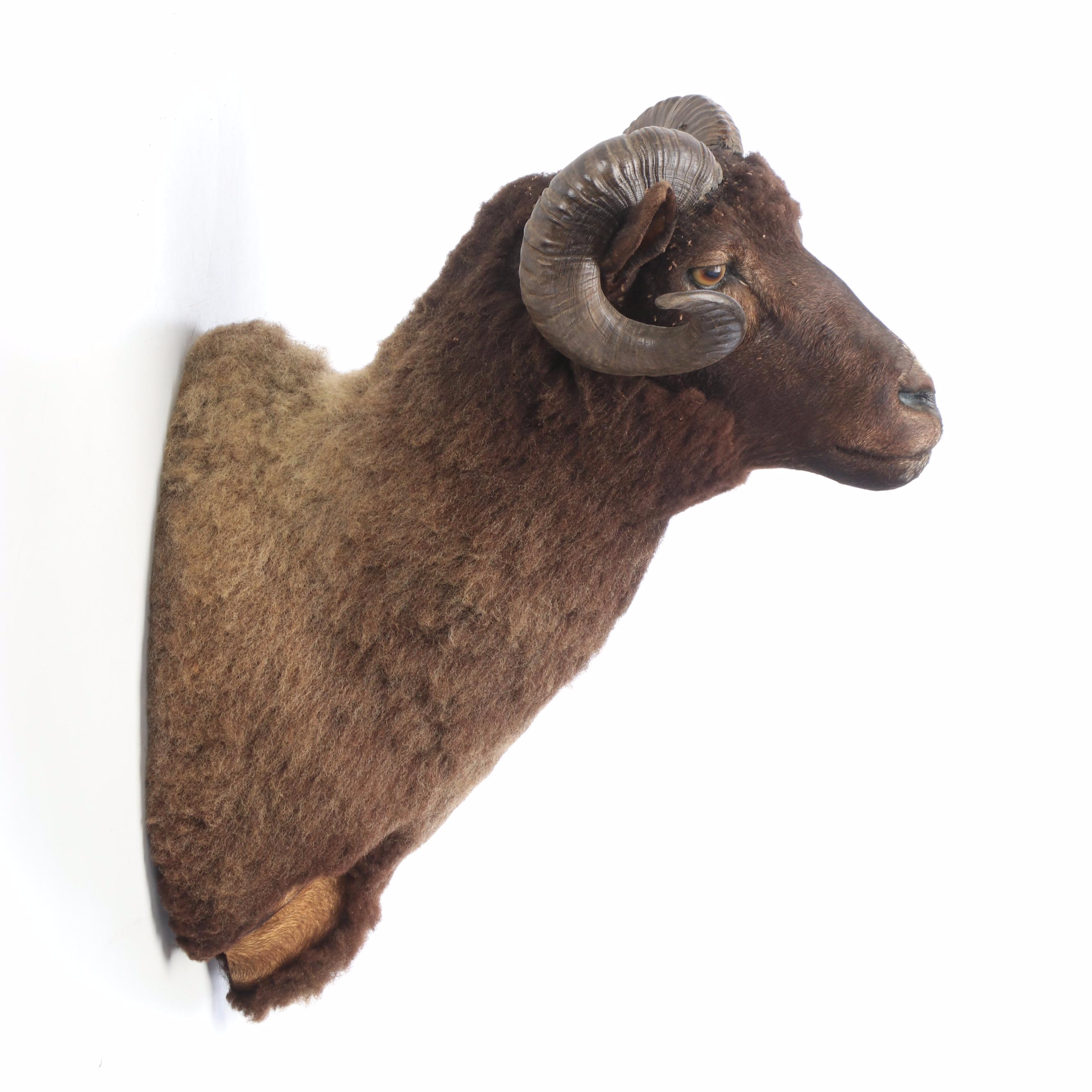Taxidermy Black Corsican Ram Shoulder Mount