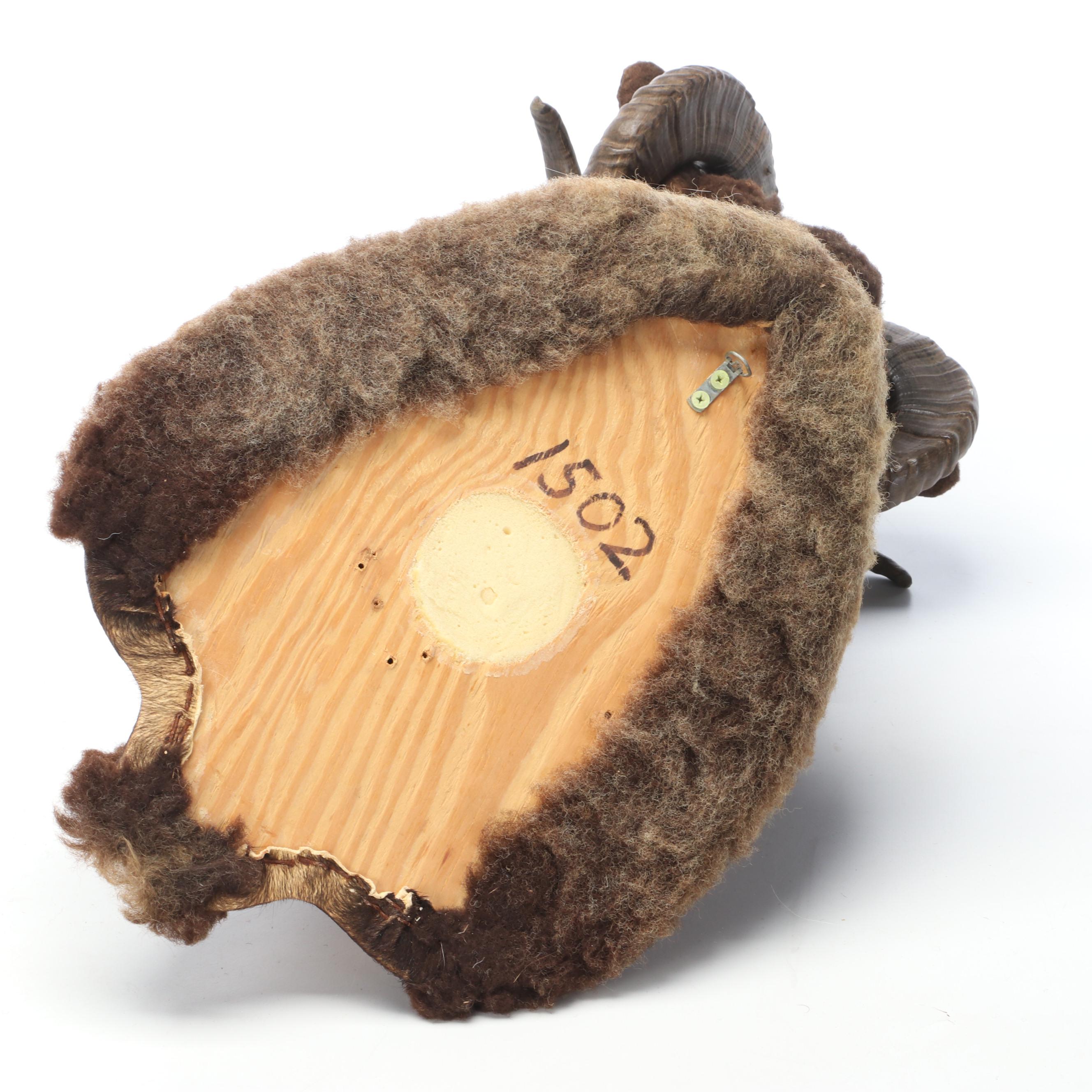 Taxidermy Black Corsican Ram Shoulder Mount