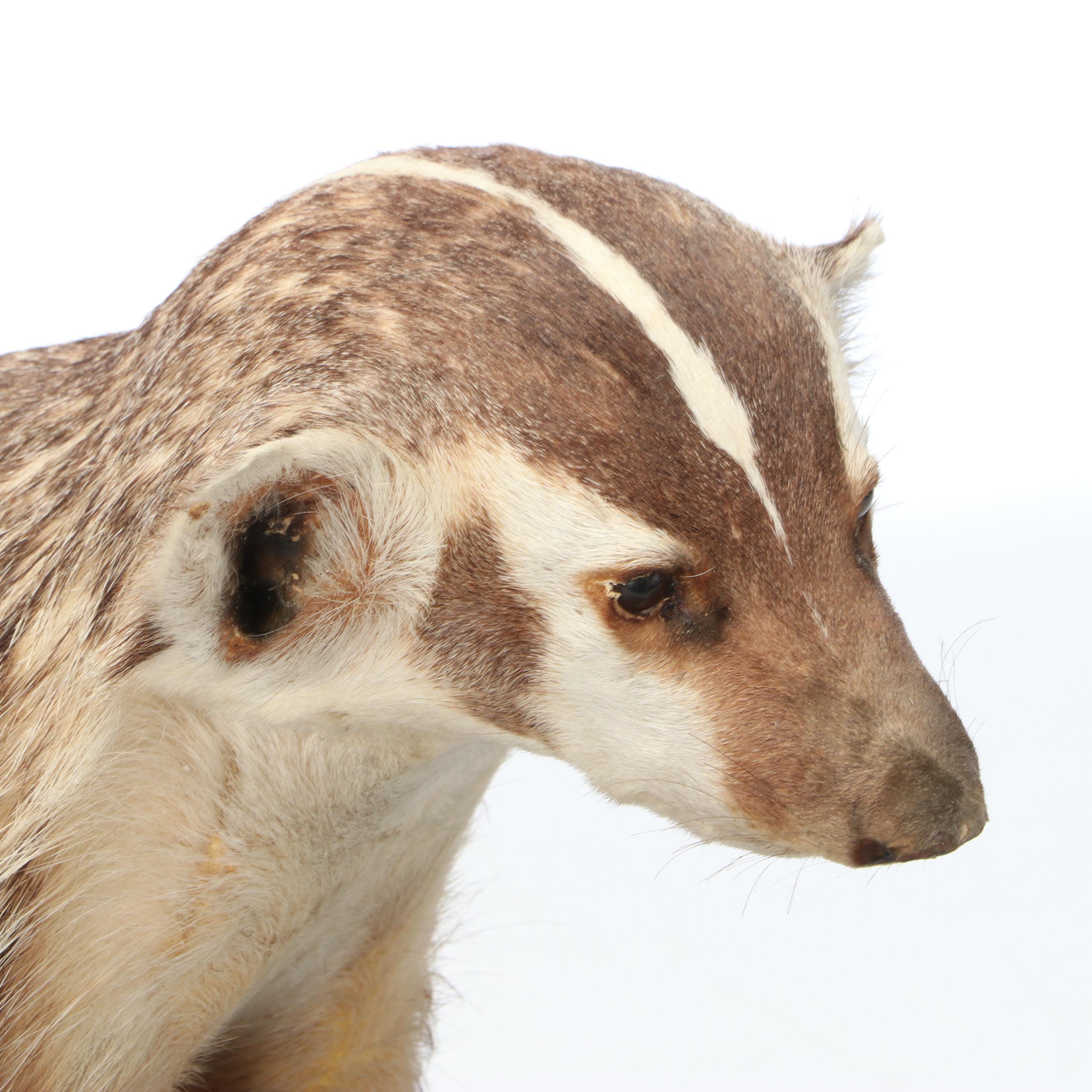Taxidermy American Badger Full Body Mount