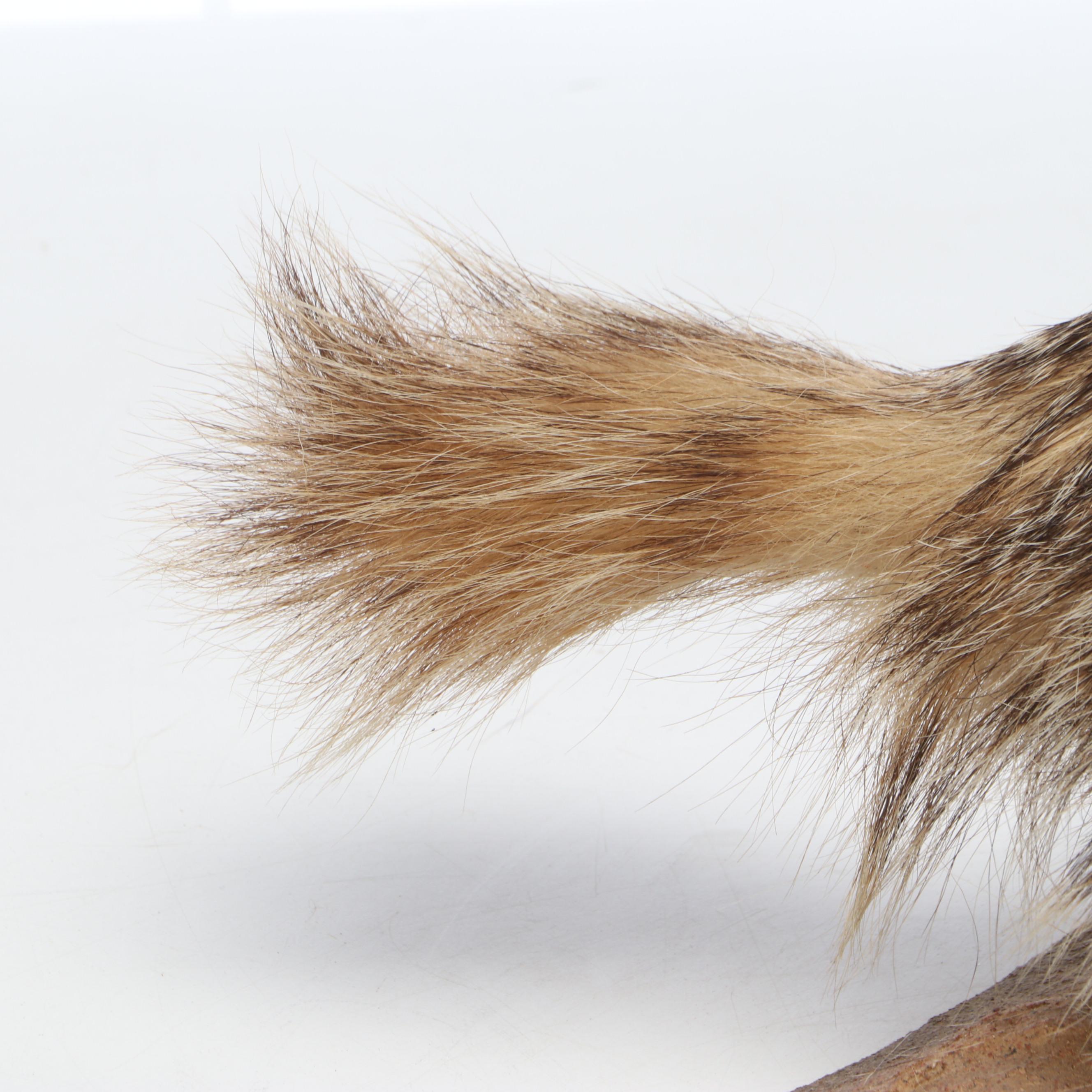 Taxidermy American Badger Full Body Mount