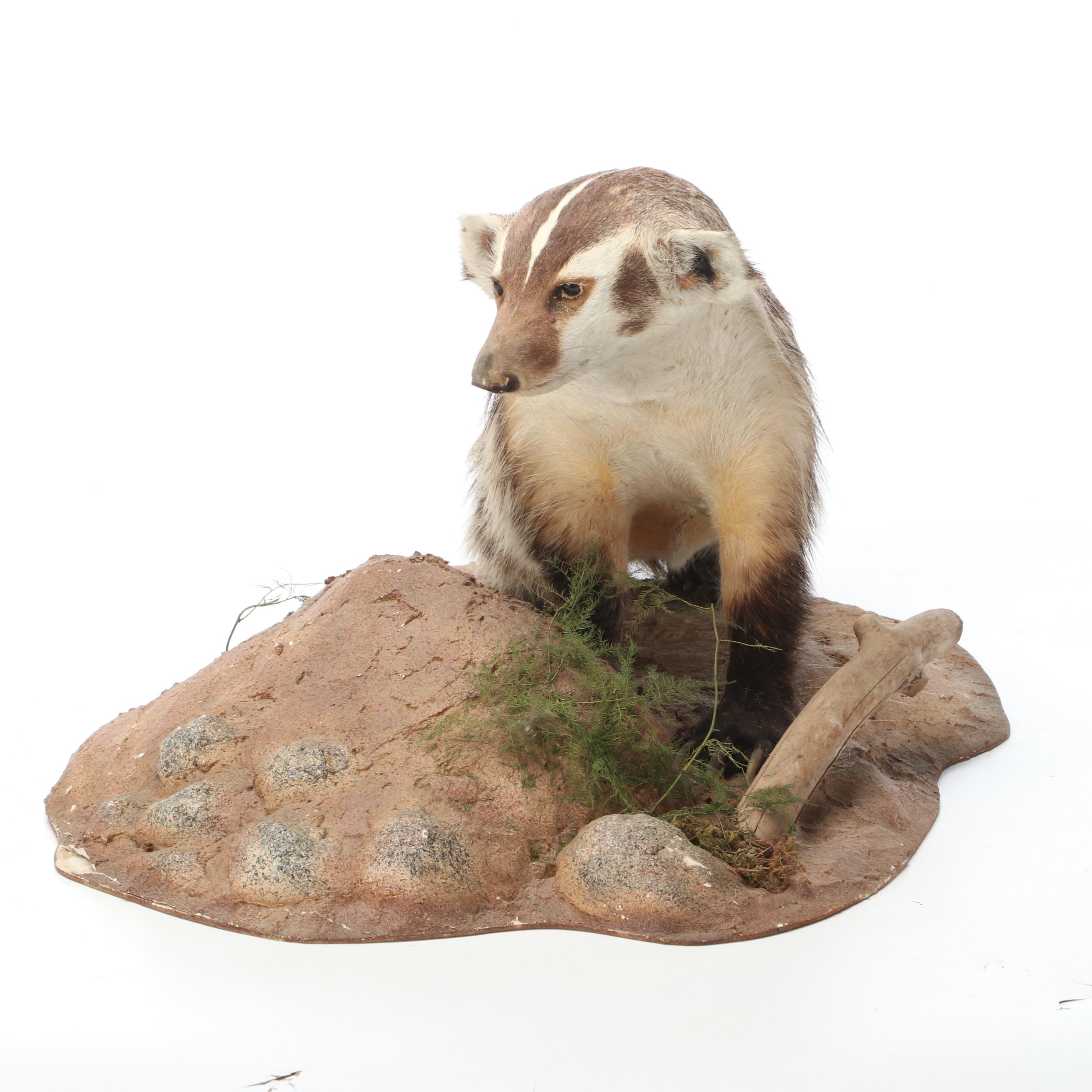 Taxidermy American Badger Full Body Mount