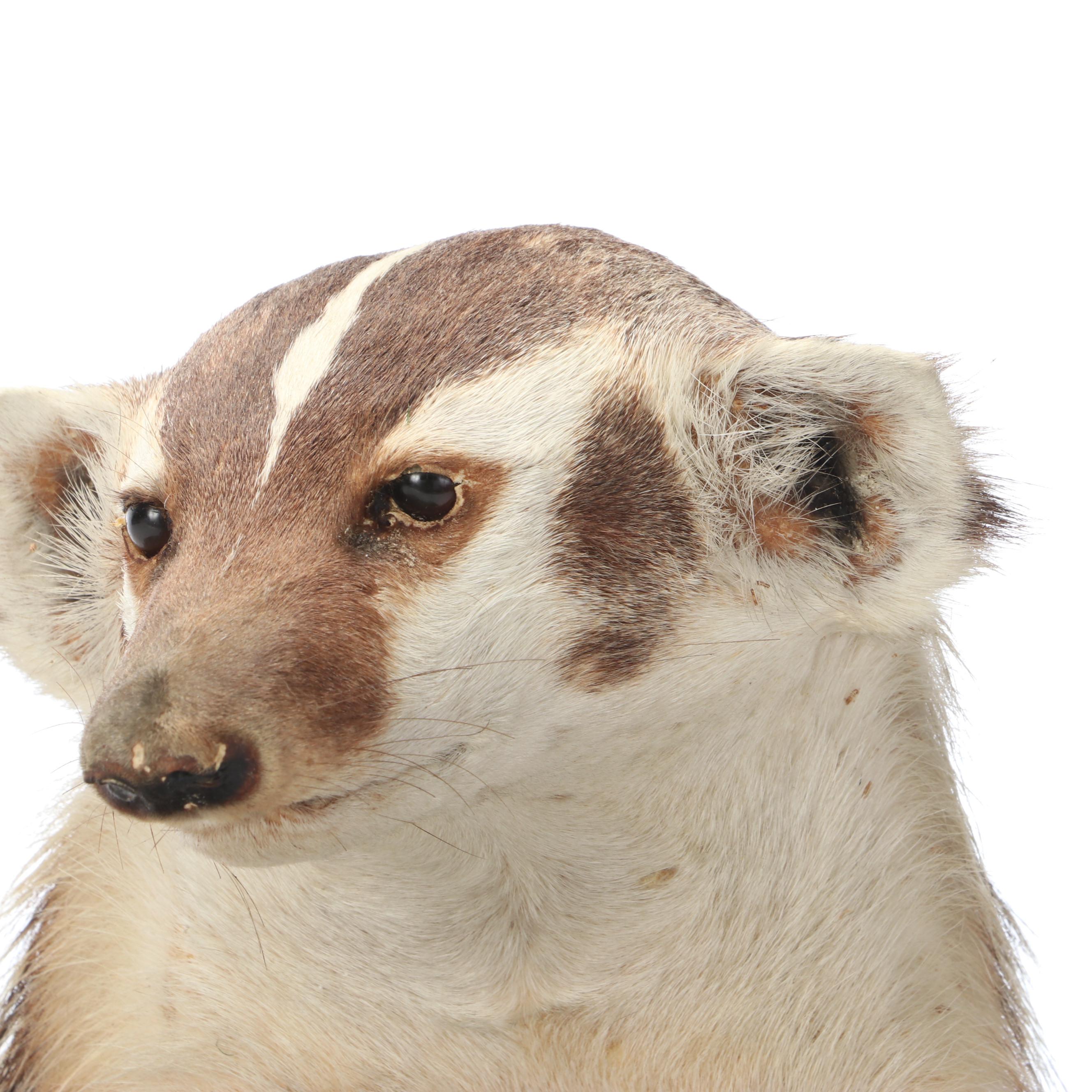Taxidermy American Badger Full Body Mount