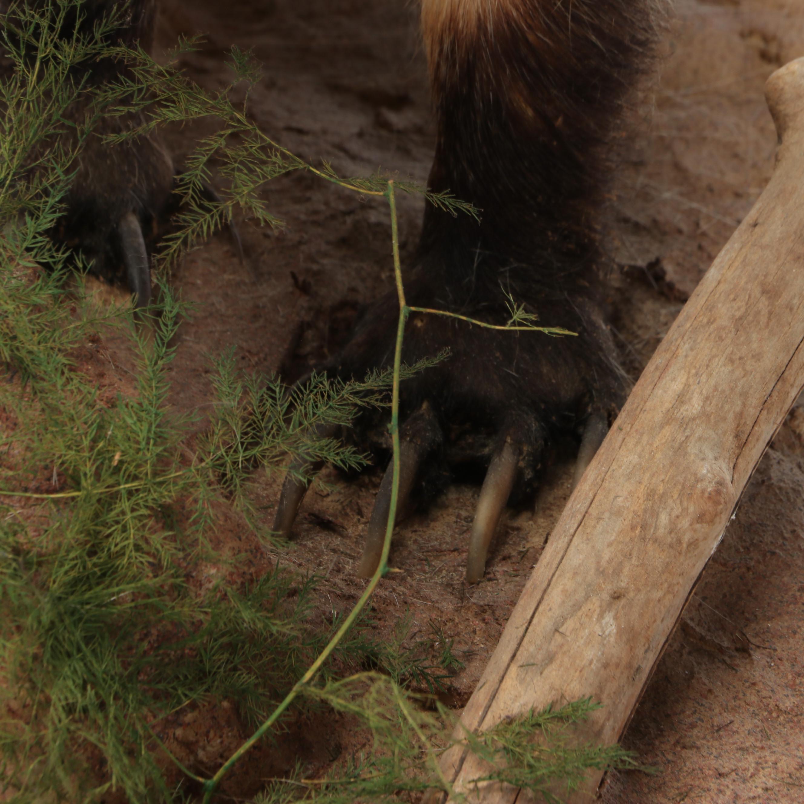 Taxidermy American Badger Full Body Mount