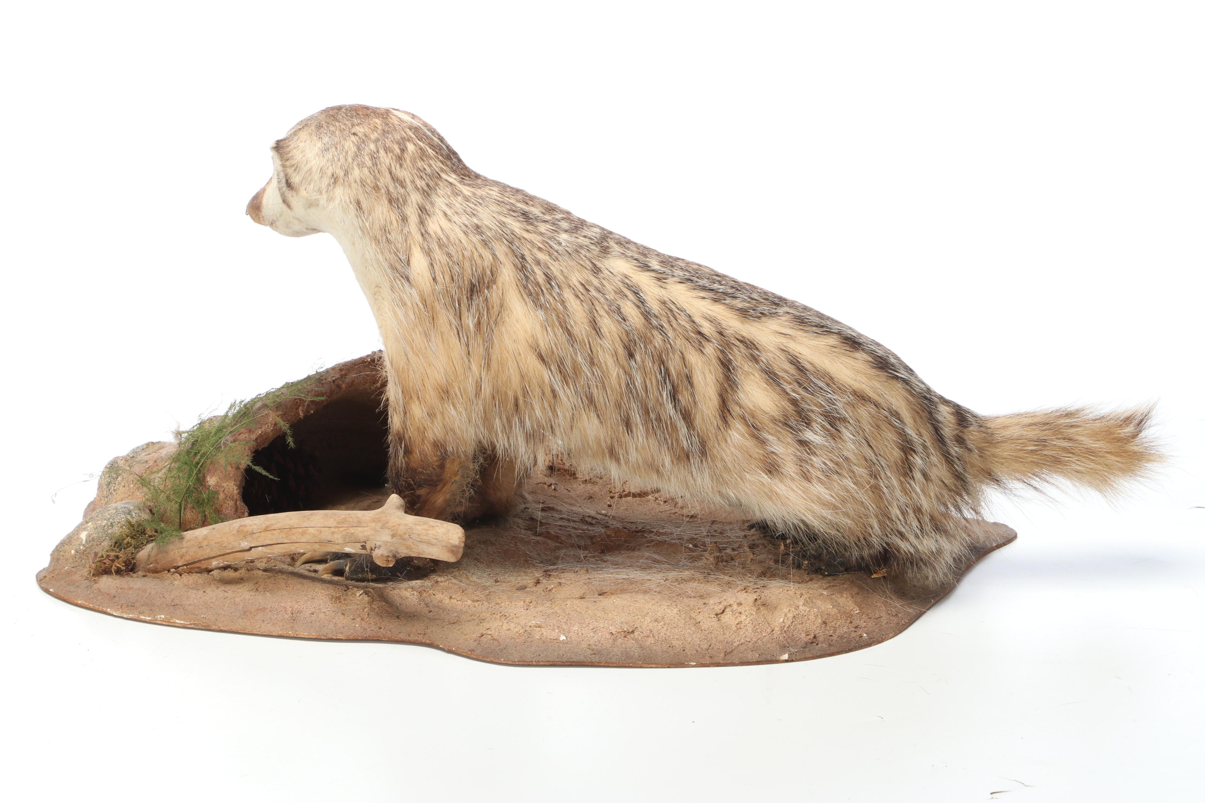 Taxidermy American Badger Full Body Mount