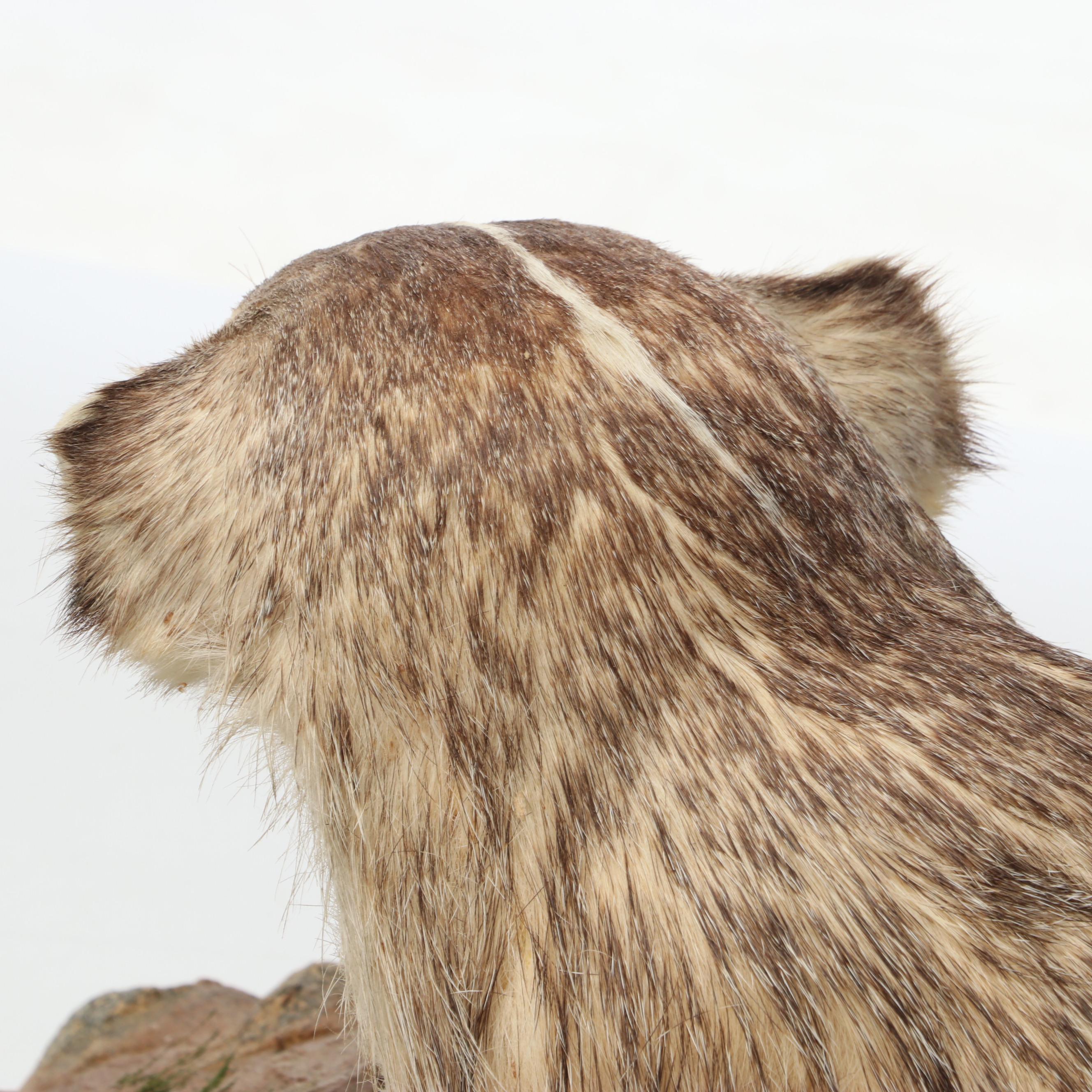 Taxidermy American Badger Full Body Mount