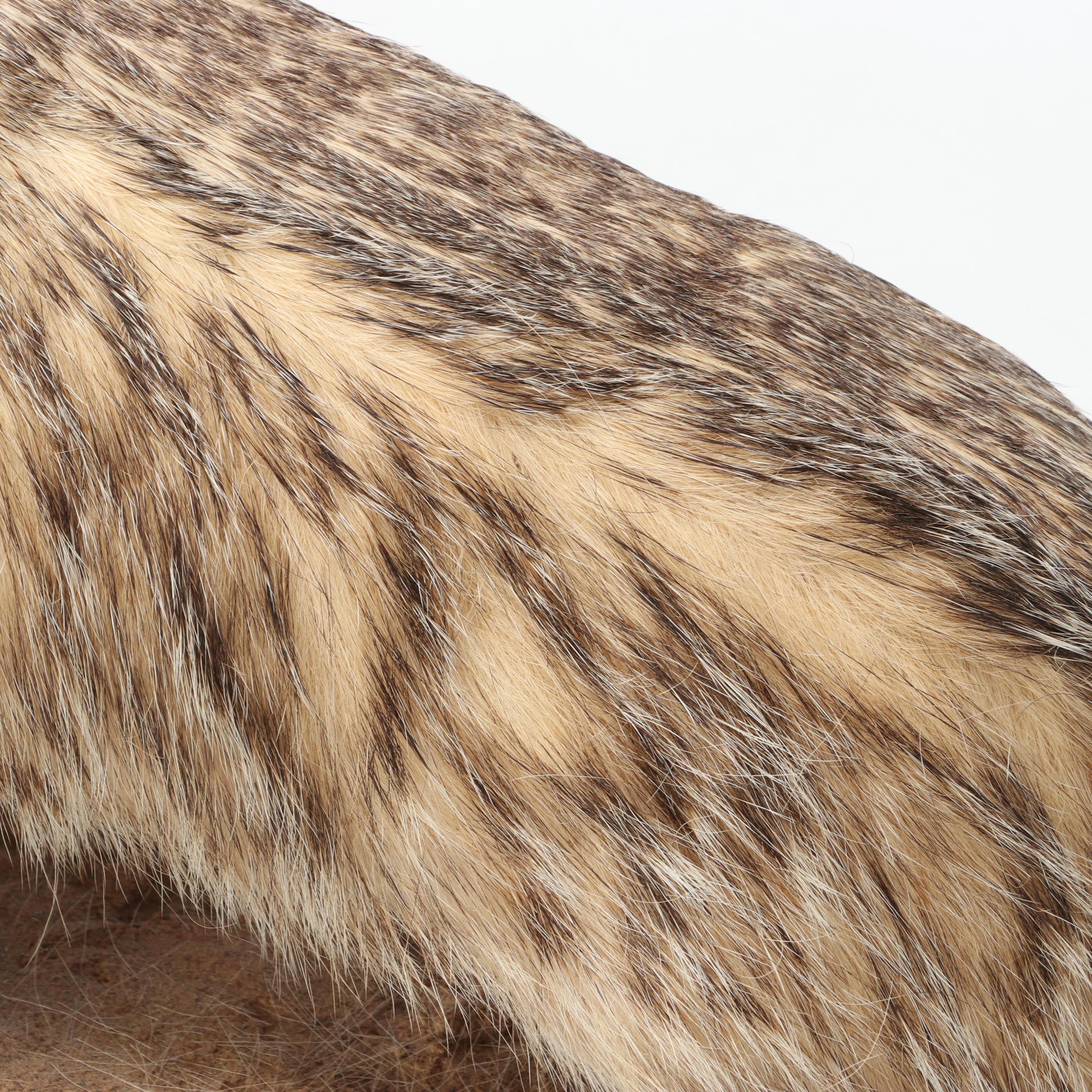 Taxidermy American Badger Full Body Mount