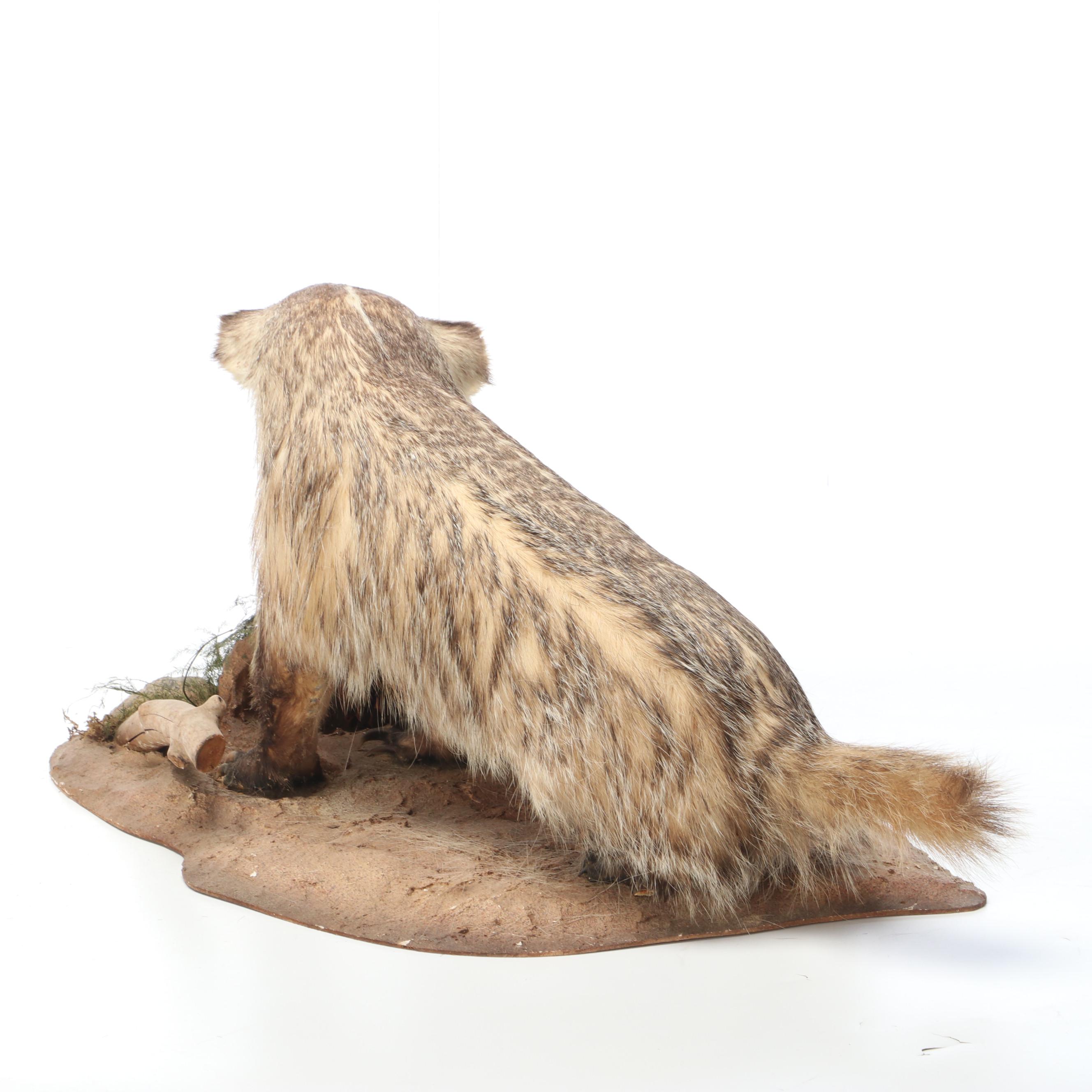 Taxidermy American Badger Full Body Mount