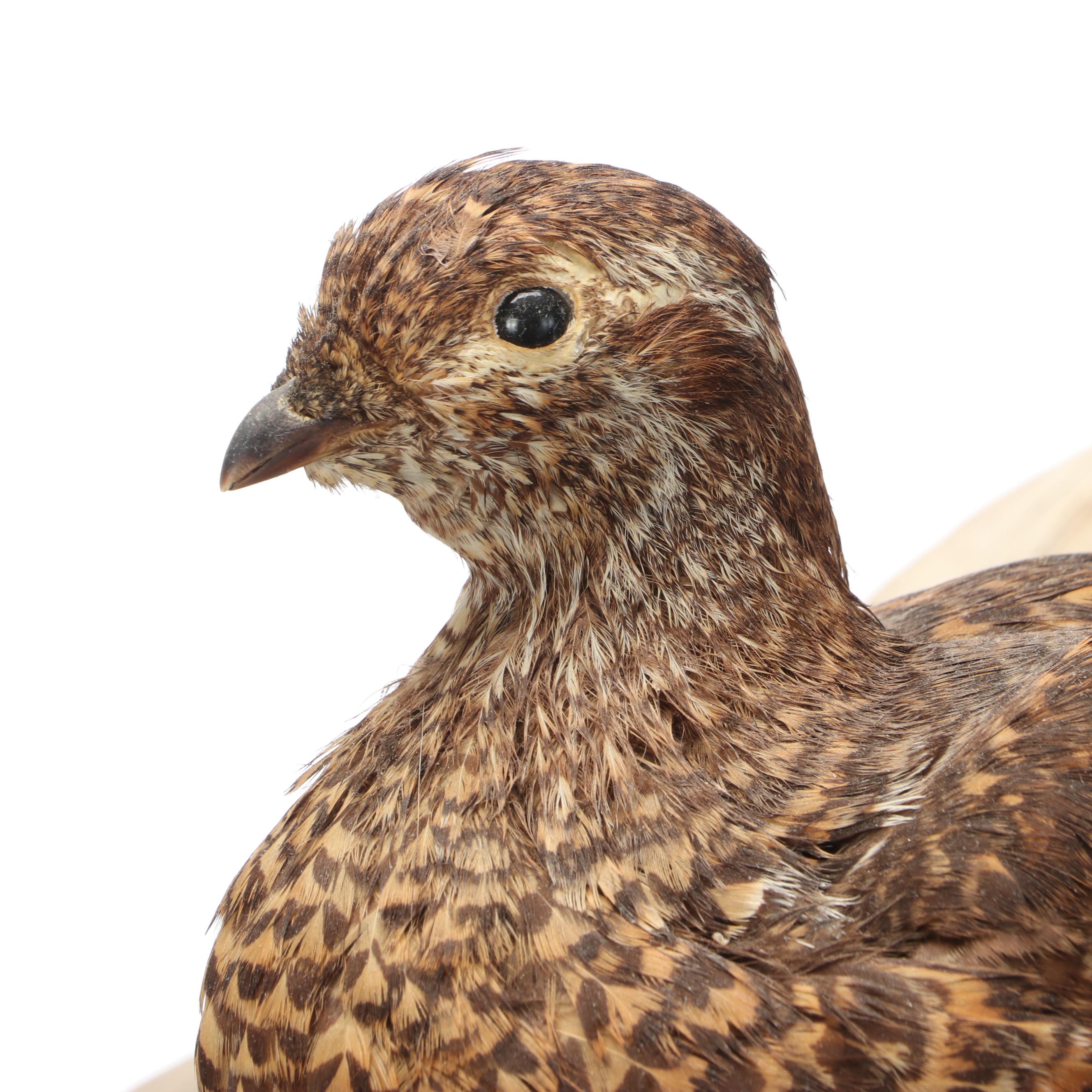 Taxidermy Franklin Grouse, Spruce Grouse and Ruffed Grouse on Salt-Glazed Crock