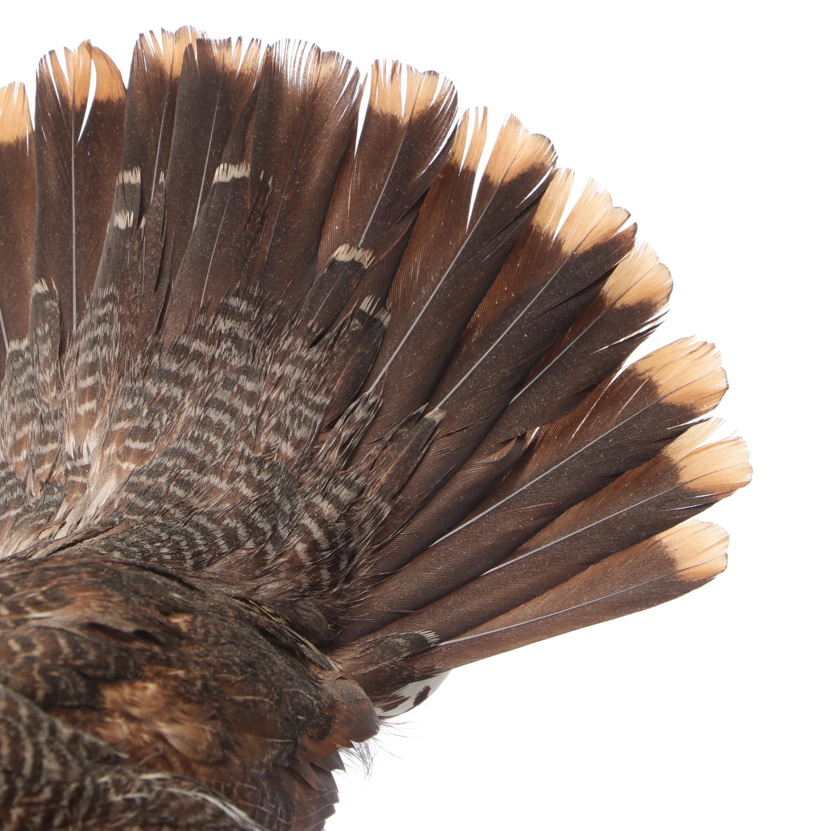 Taxidermy Franklin Grouse, Spruce Grouse and Ruffed Grouse on Salt-Glazed Crock