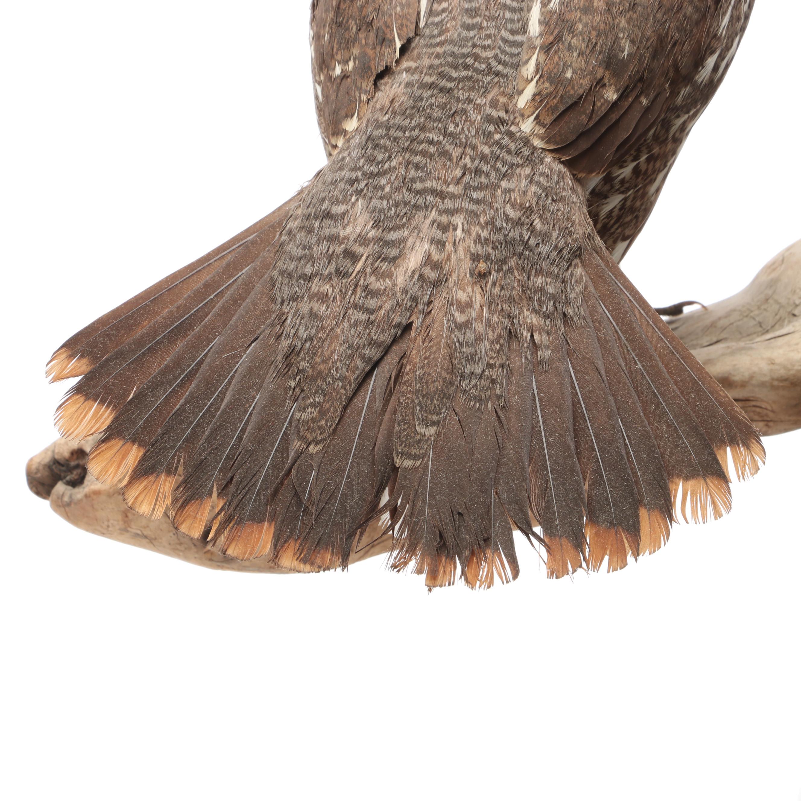 Taxidermy Franklin Grouse, Spruce Grouse and Ruffed Grouse on Salt-Glazed Crock