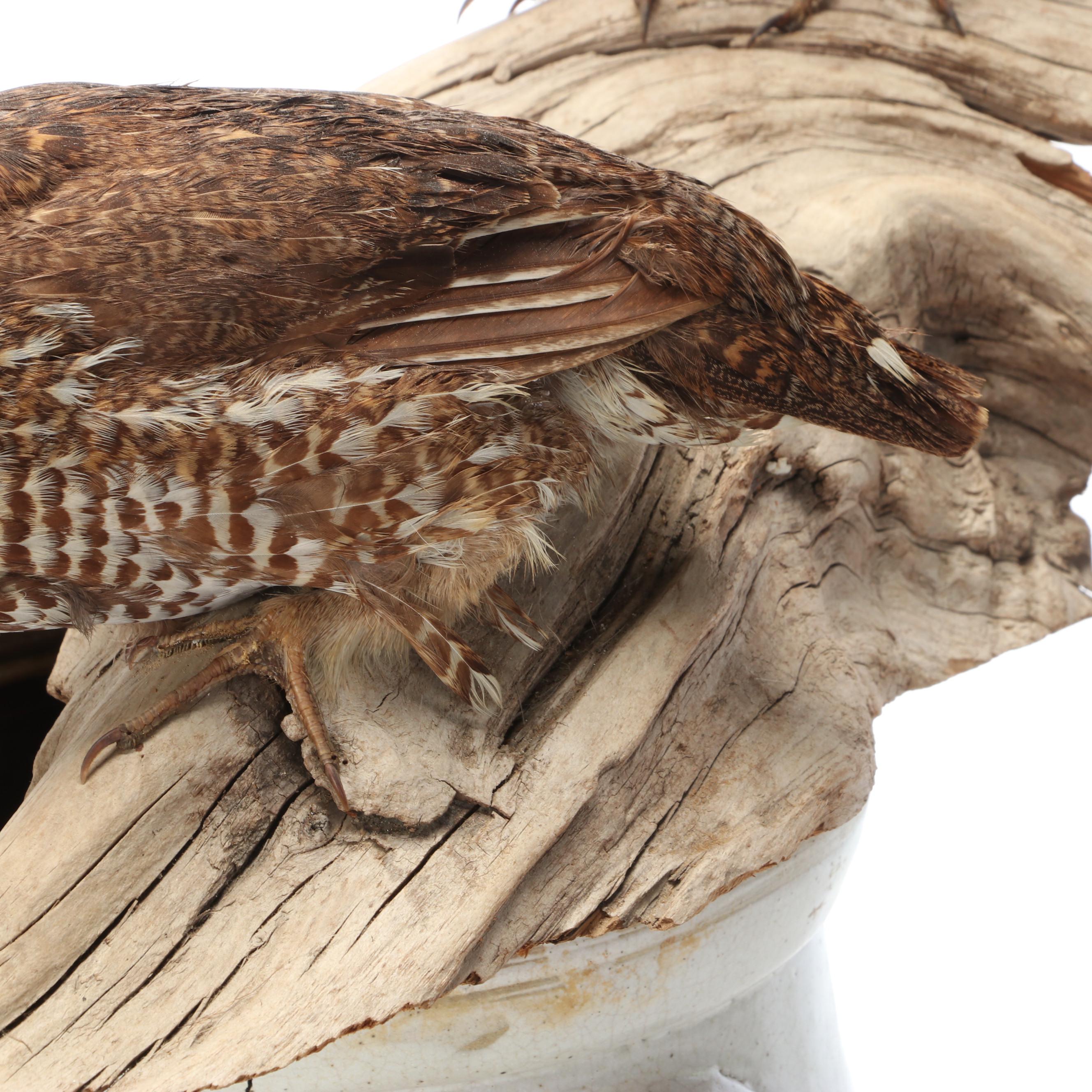 Taxidermy Franklin Grouse, Spruce Grouse and Ruffed Grouse on Salt-Glazed Crock
