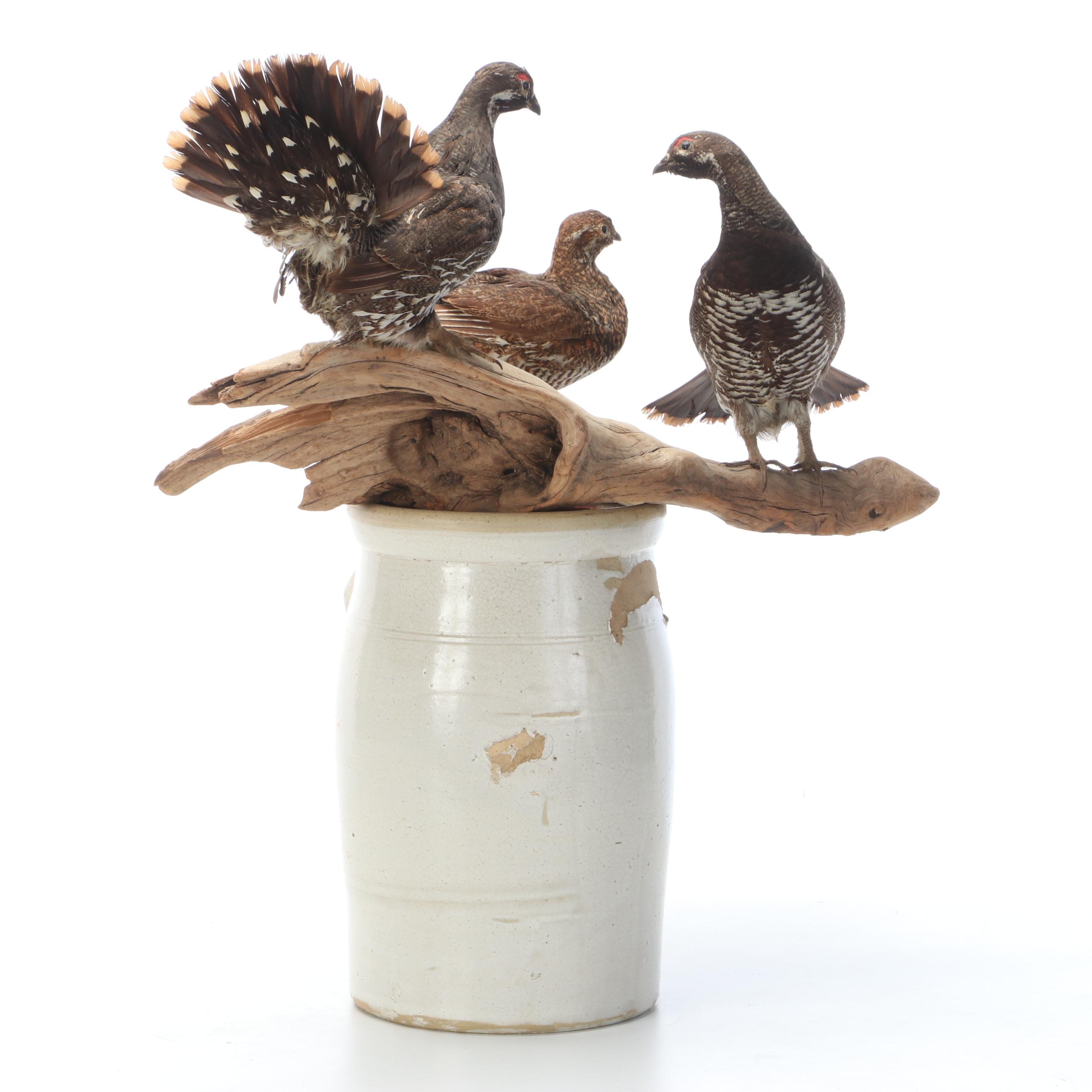 Taxidermy Franklin Grouse, Spruce Grouse and Ruffed Grouse on Salt-Glazed Crock
