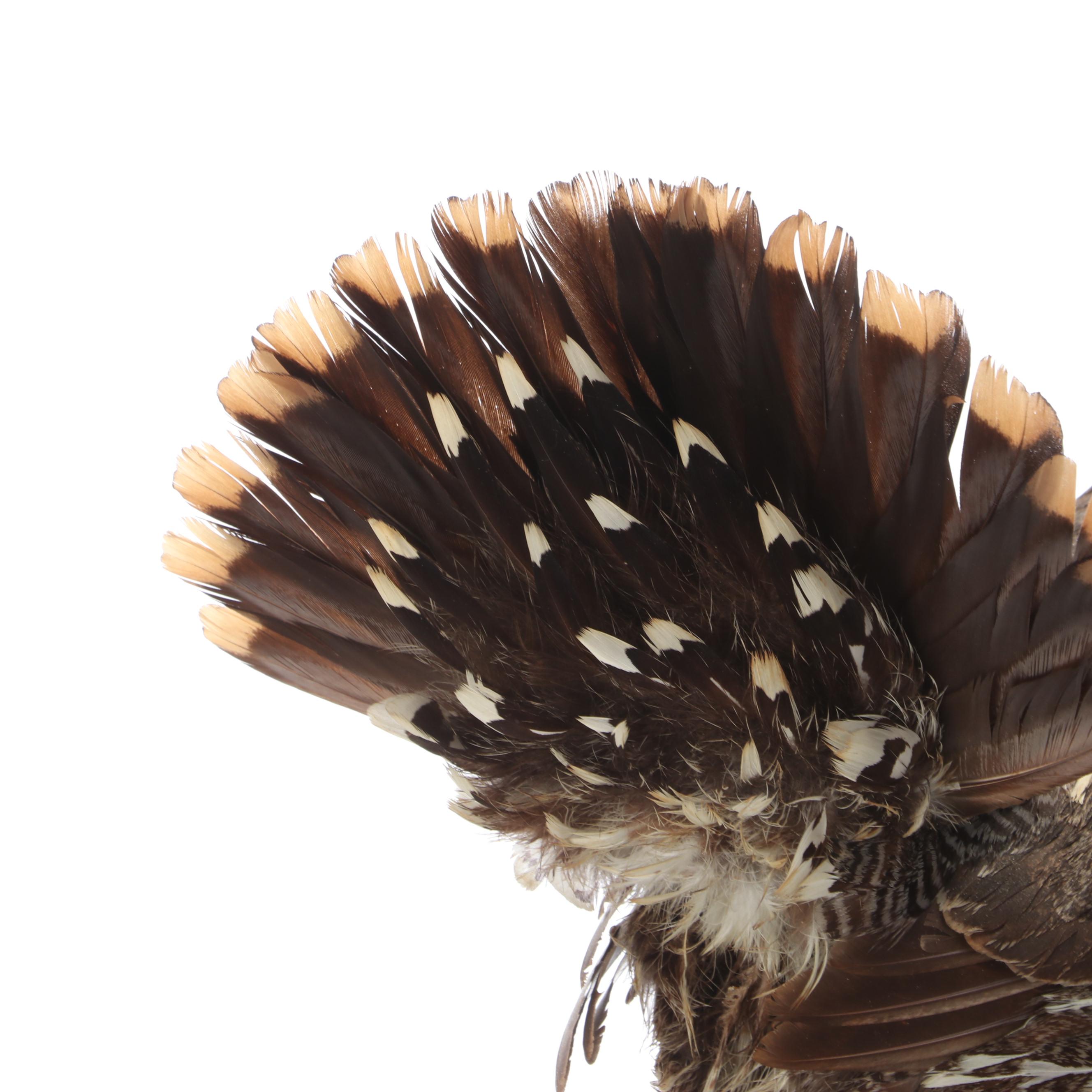 Taxidermy Franklin Grouse, Spruce Grouse and Ruffed Grouse on Salt-Glazed Crock