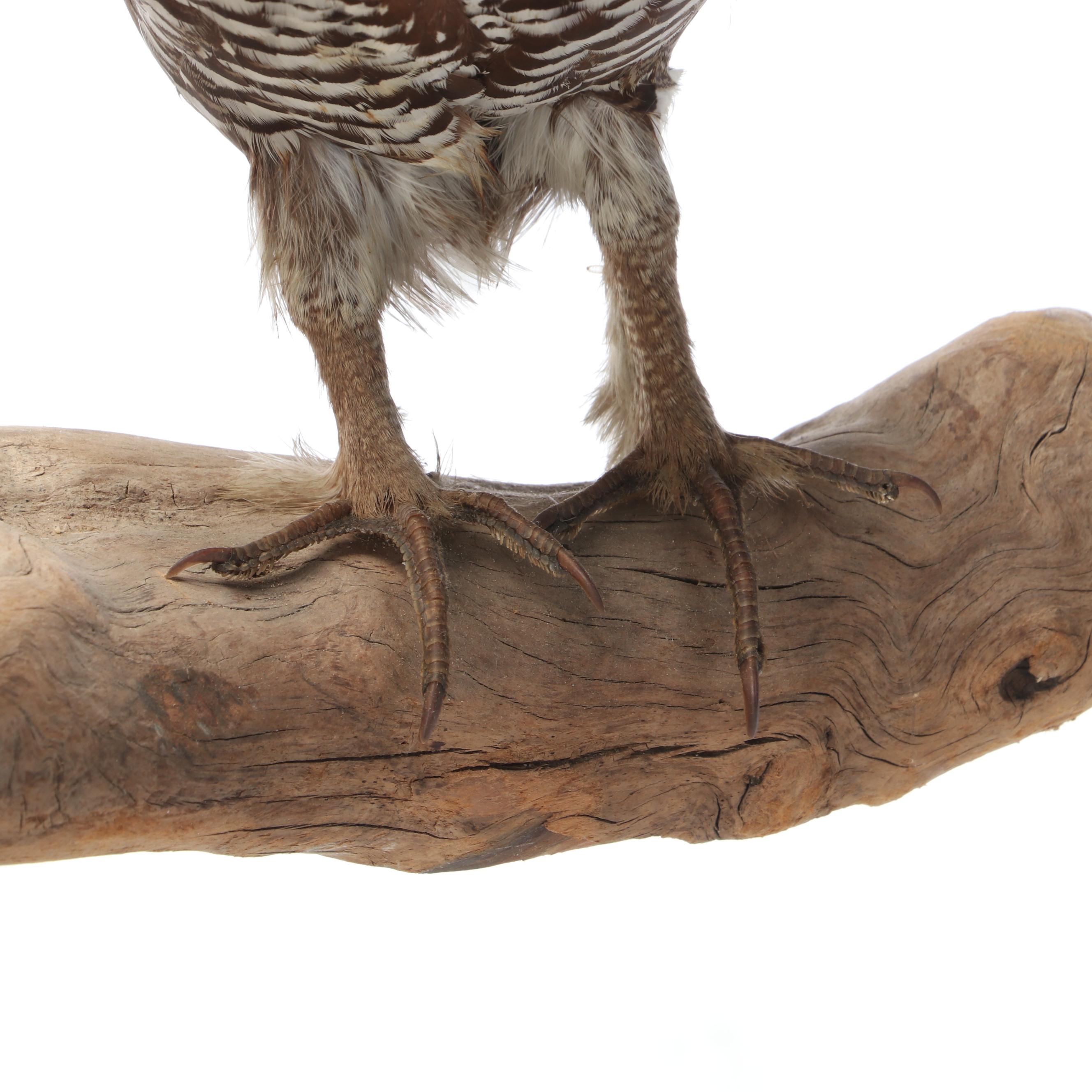 Taxidermy Franklin Grouse, Spruce Grouse and Ruffed Grouse on Salt-Glazed Crock
