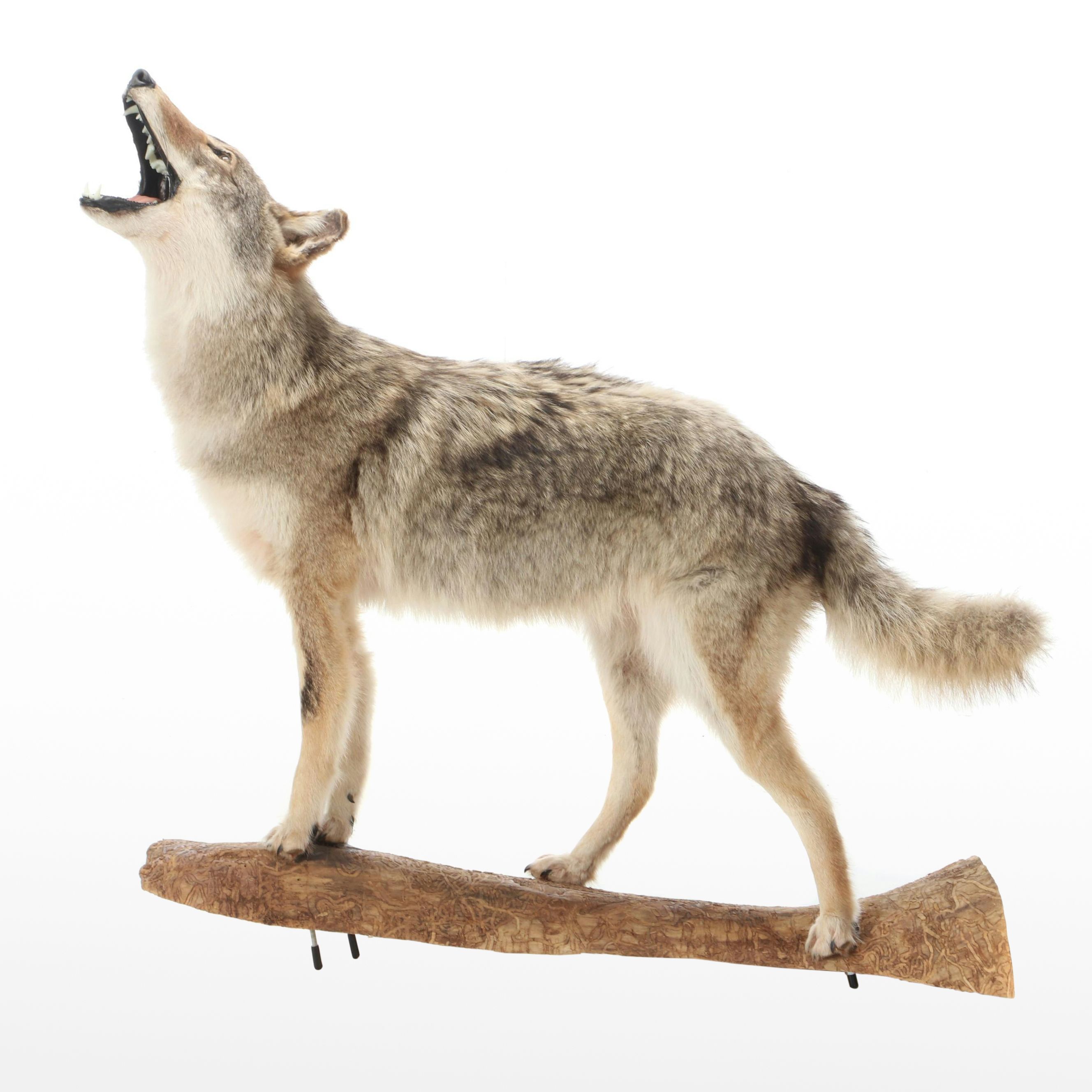 Taxidermy Coyote Full Body Mount on Base