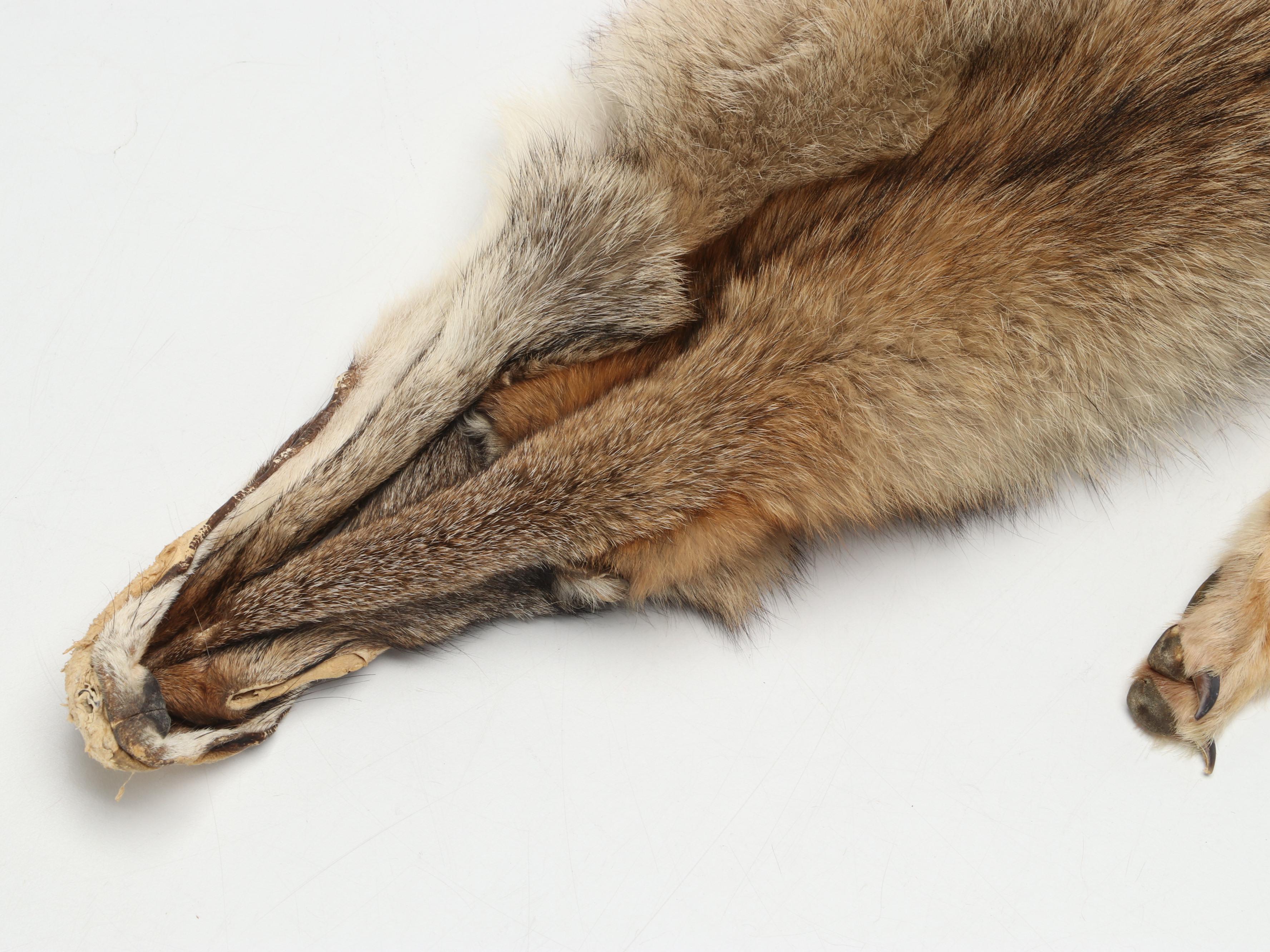 Coyote Full Body Pelts